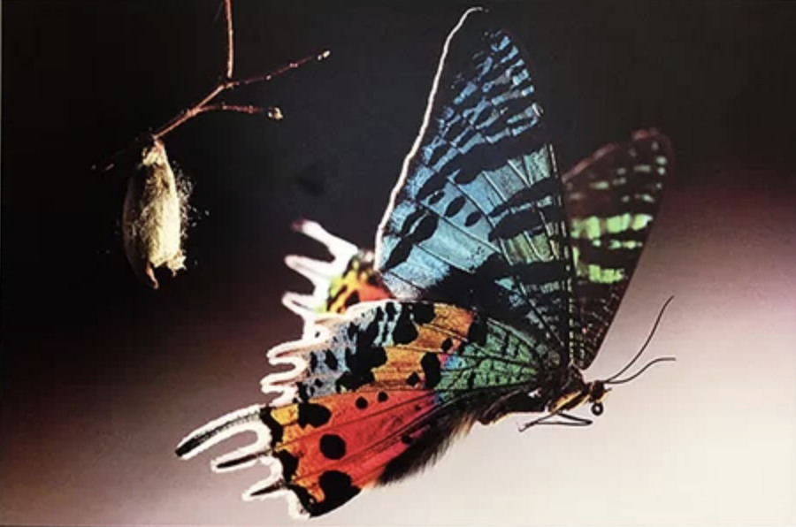 Screen Shot 2020-07-24 at 9.31.47 AM.png