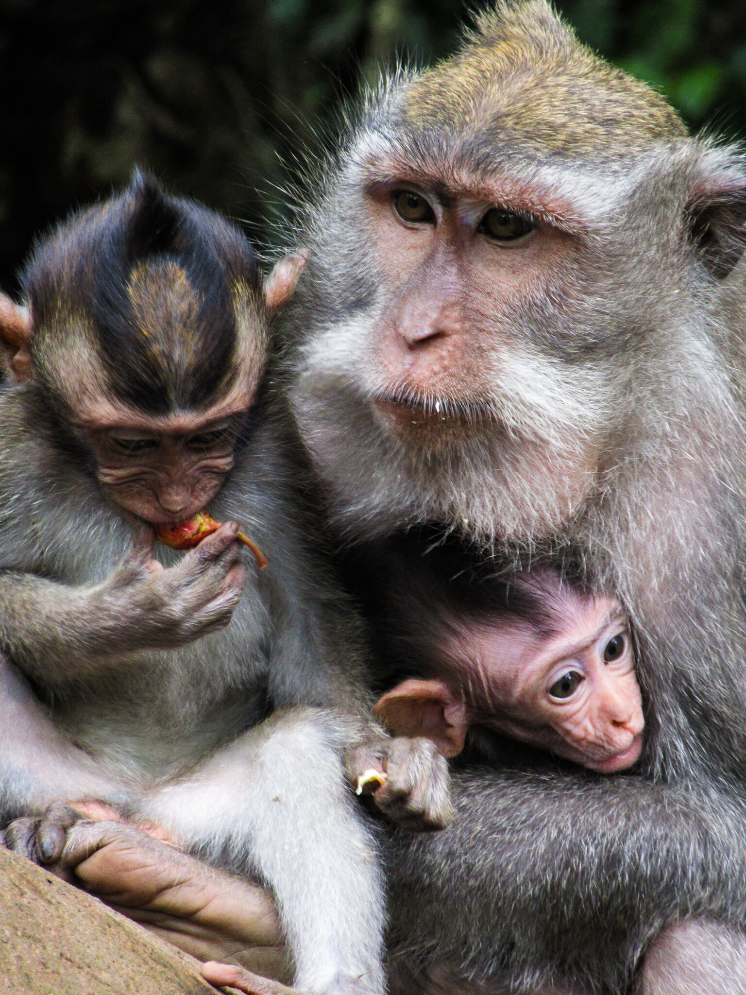 Hired visitor Misleading Calator in lumea maimutelor din Ubud — O Mie si Una de Calatorii