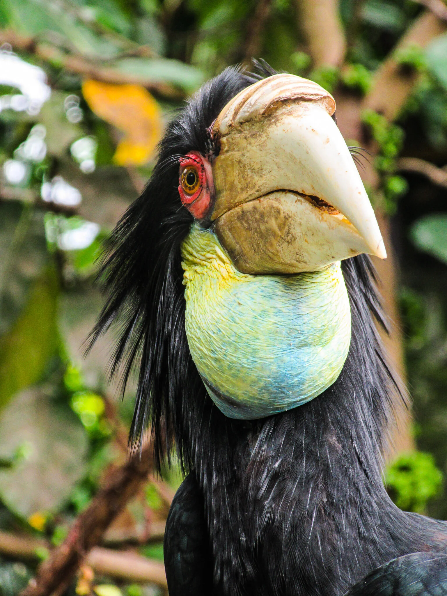 Indonezia | Bali Bird Park - locul unde pasarile iti dau intalnire