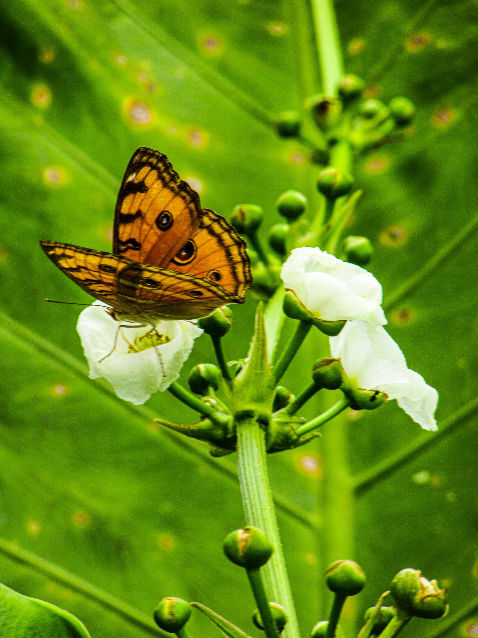 De ce sa nu ratezi Bali Butterfly Park