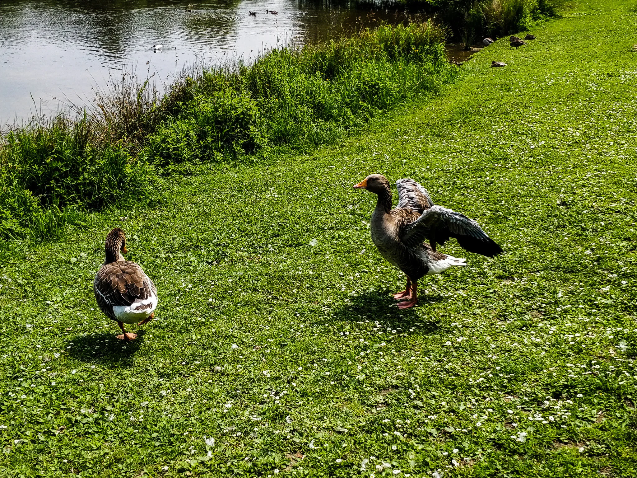 IMG_20180612_143211.jpg