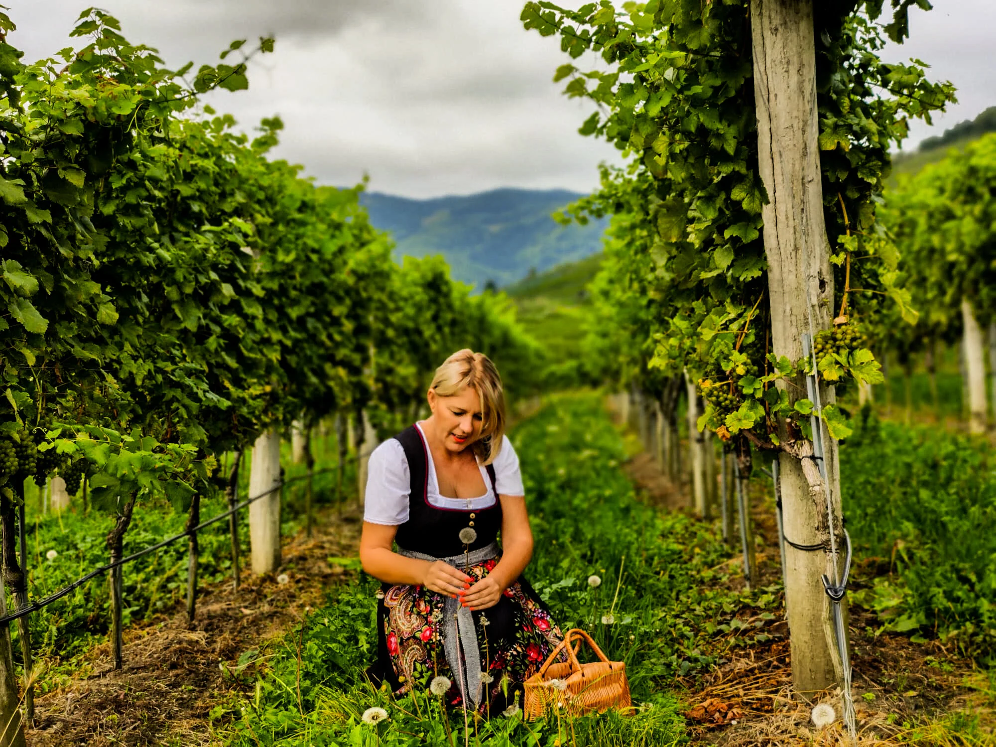 Austria | Cu masina catre Valea Wachau, renumita regiune viticola din Austria