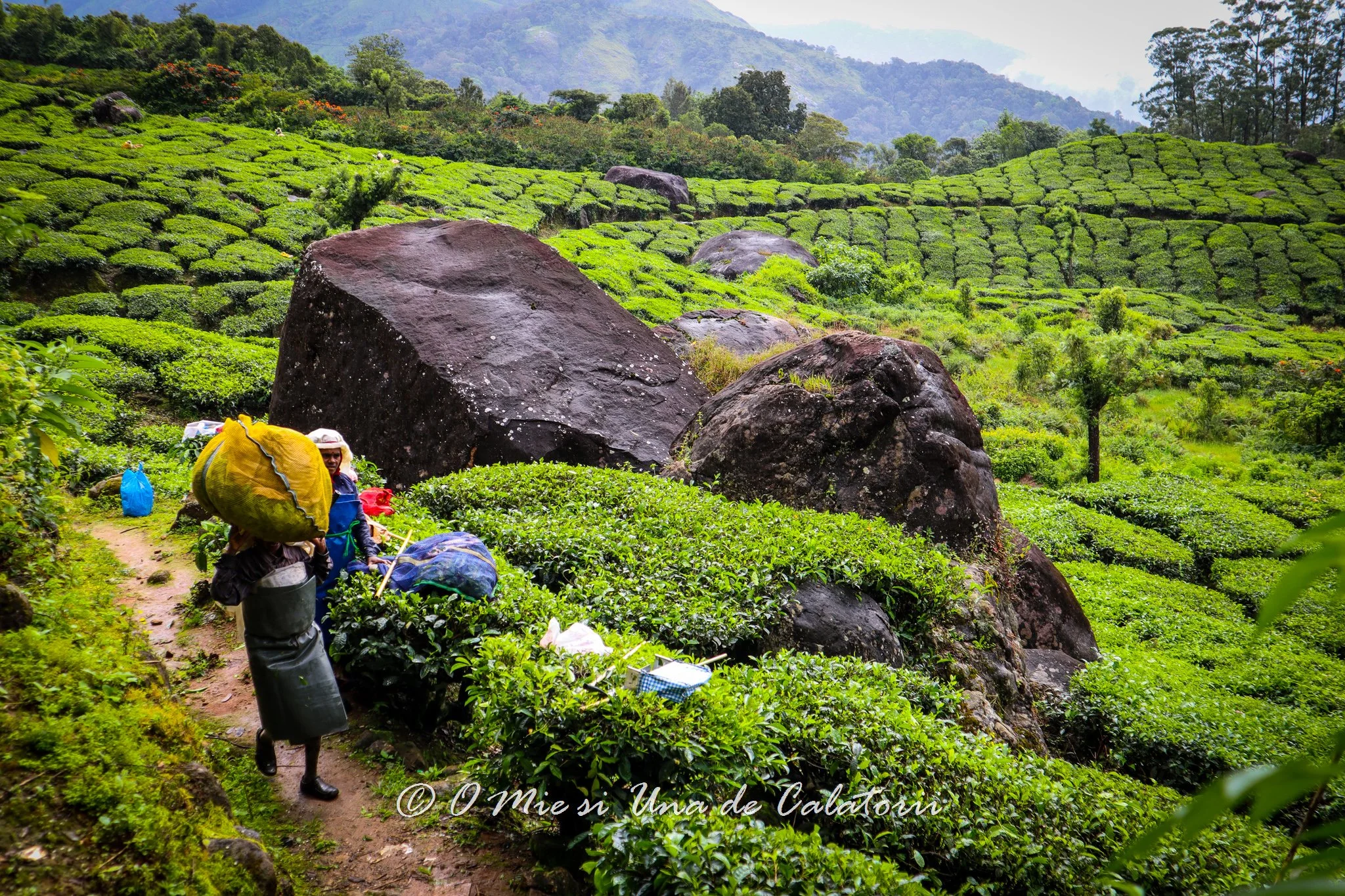 India: Kerala Plantatiile de ceai din Munnar 