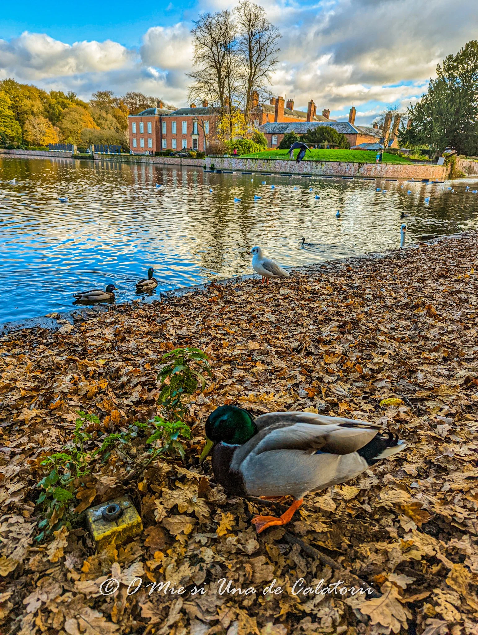 Dunham Massey (Anglia) - De ce sa nu ratezi o vizita in imperiul caprioarelor