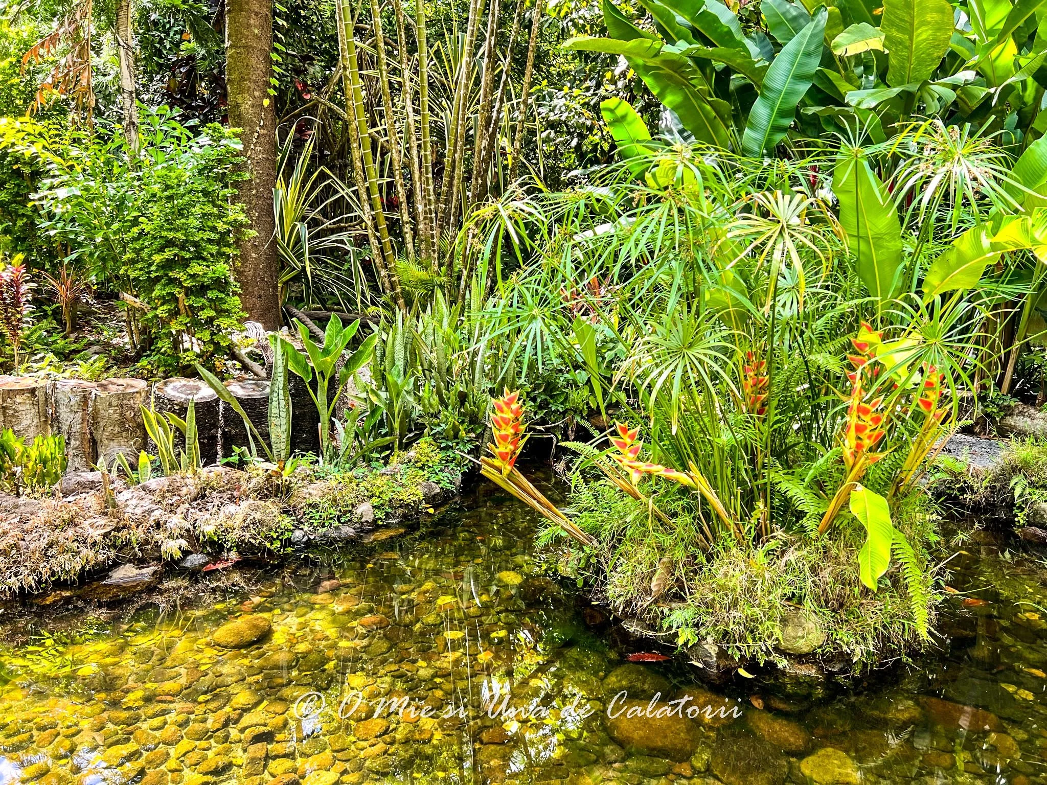 Diamond Falls Botanical Gardens &amp; Mineral Baths: relaxare in mijlocul naturii ravasitoare, in Santa Lucia