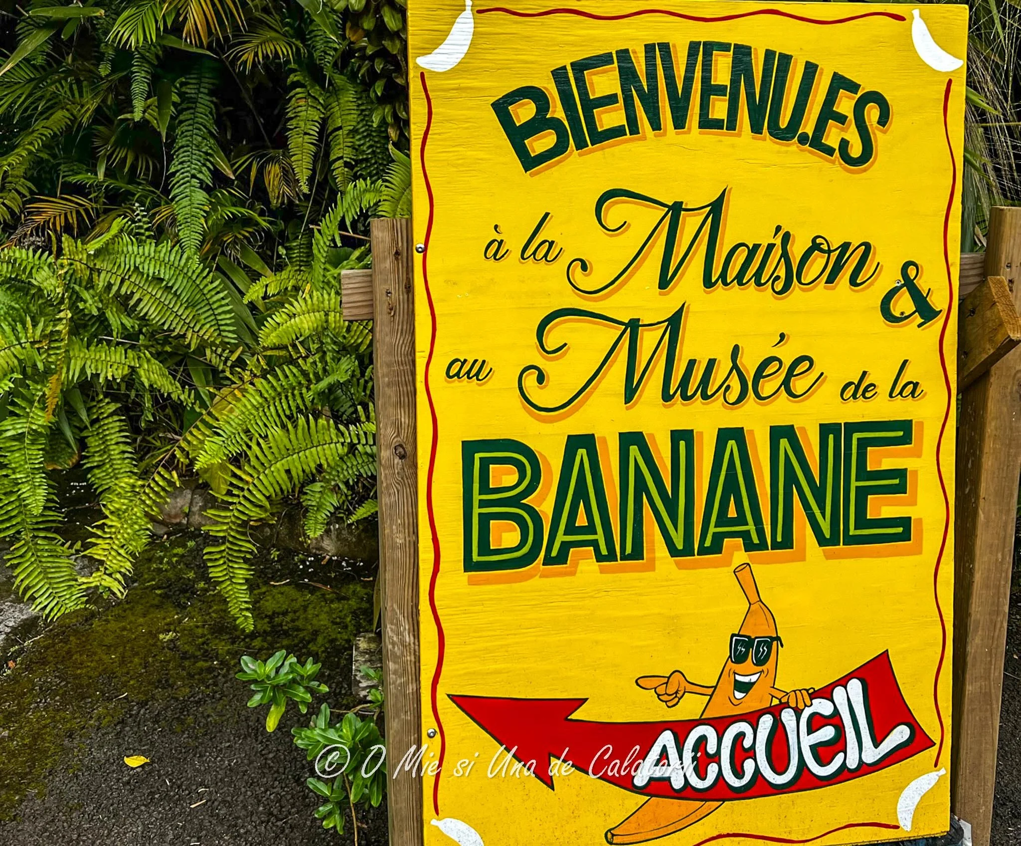 Guadeloupe | Maison de la Banane, o calatorie fascinanta in lumea bananelor