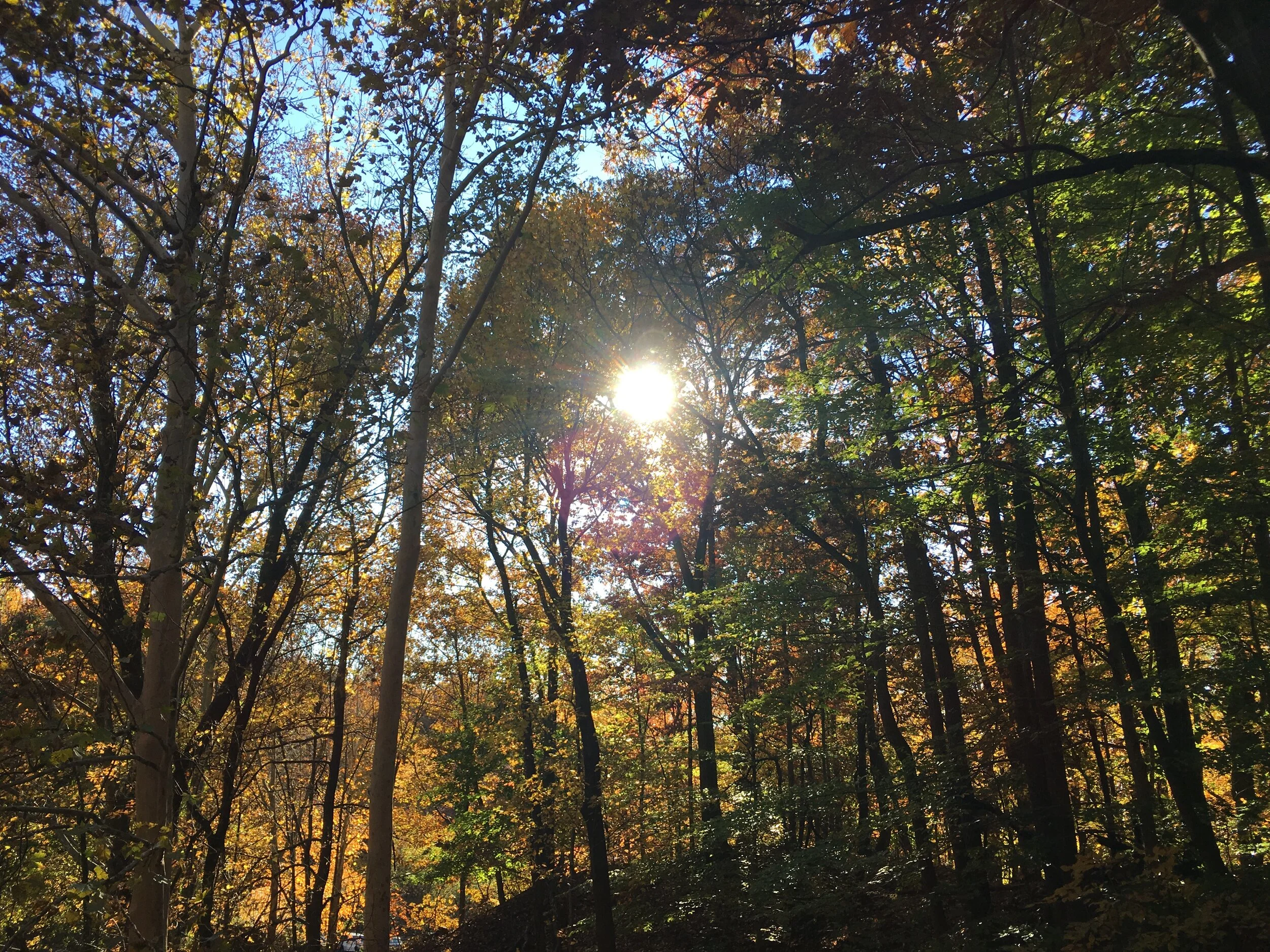 Flat Rock Trees Sun.JPG