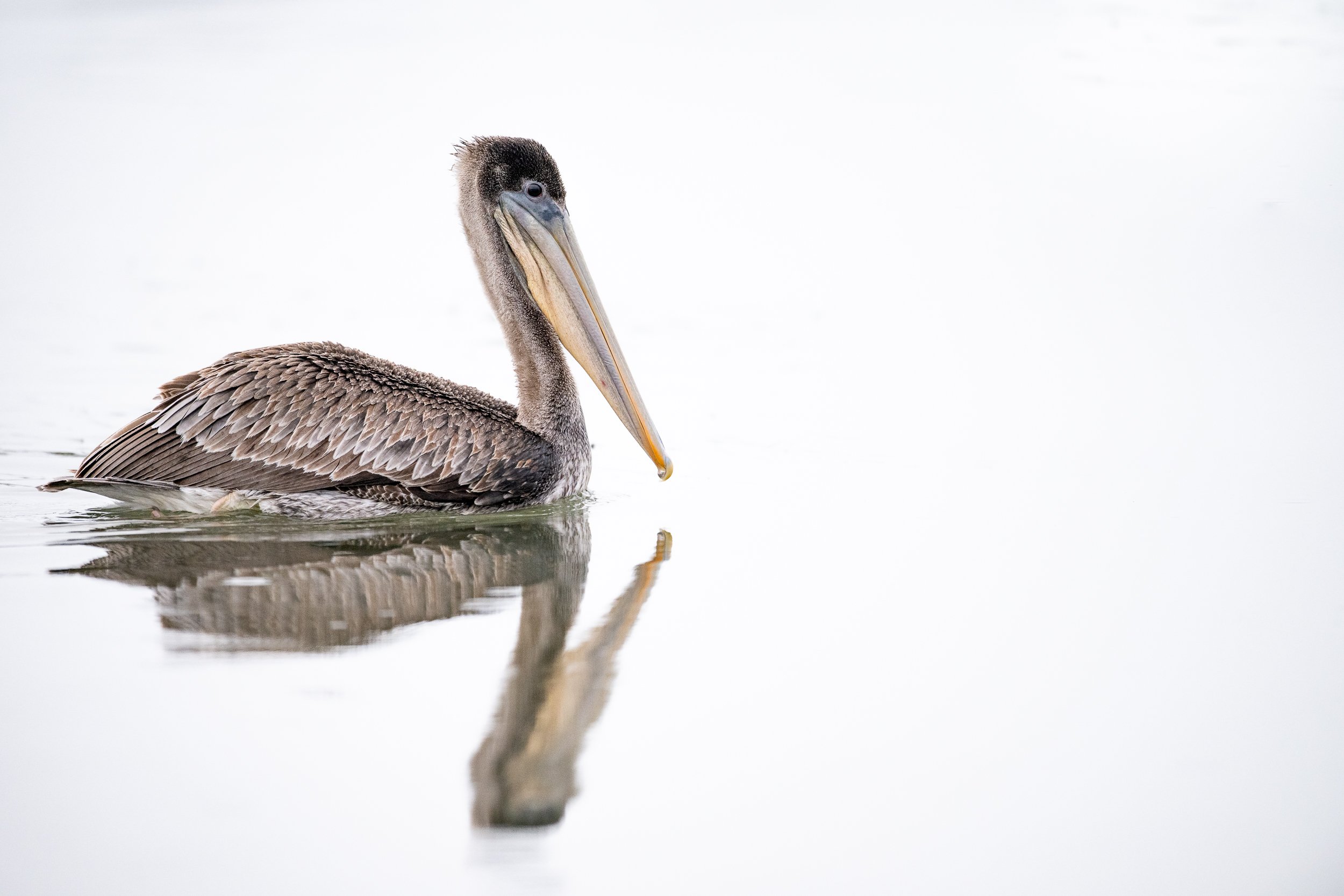 Brown Pelican