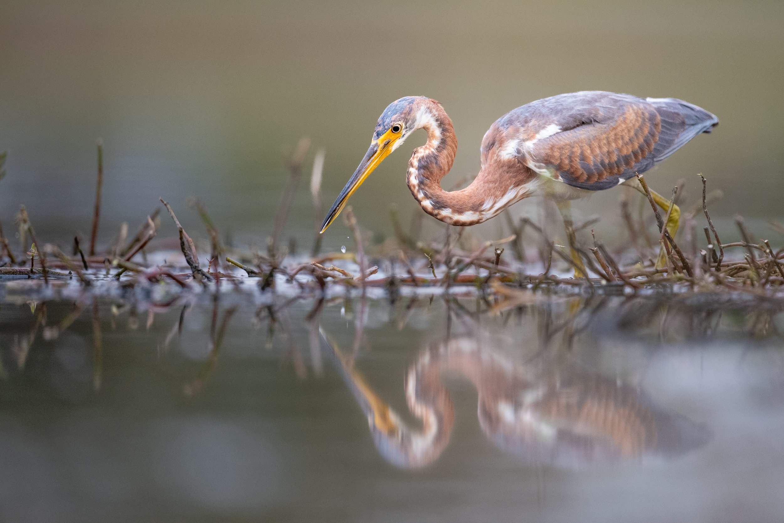 Tri-Colored Heron