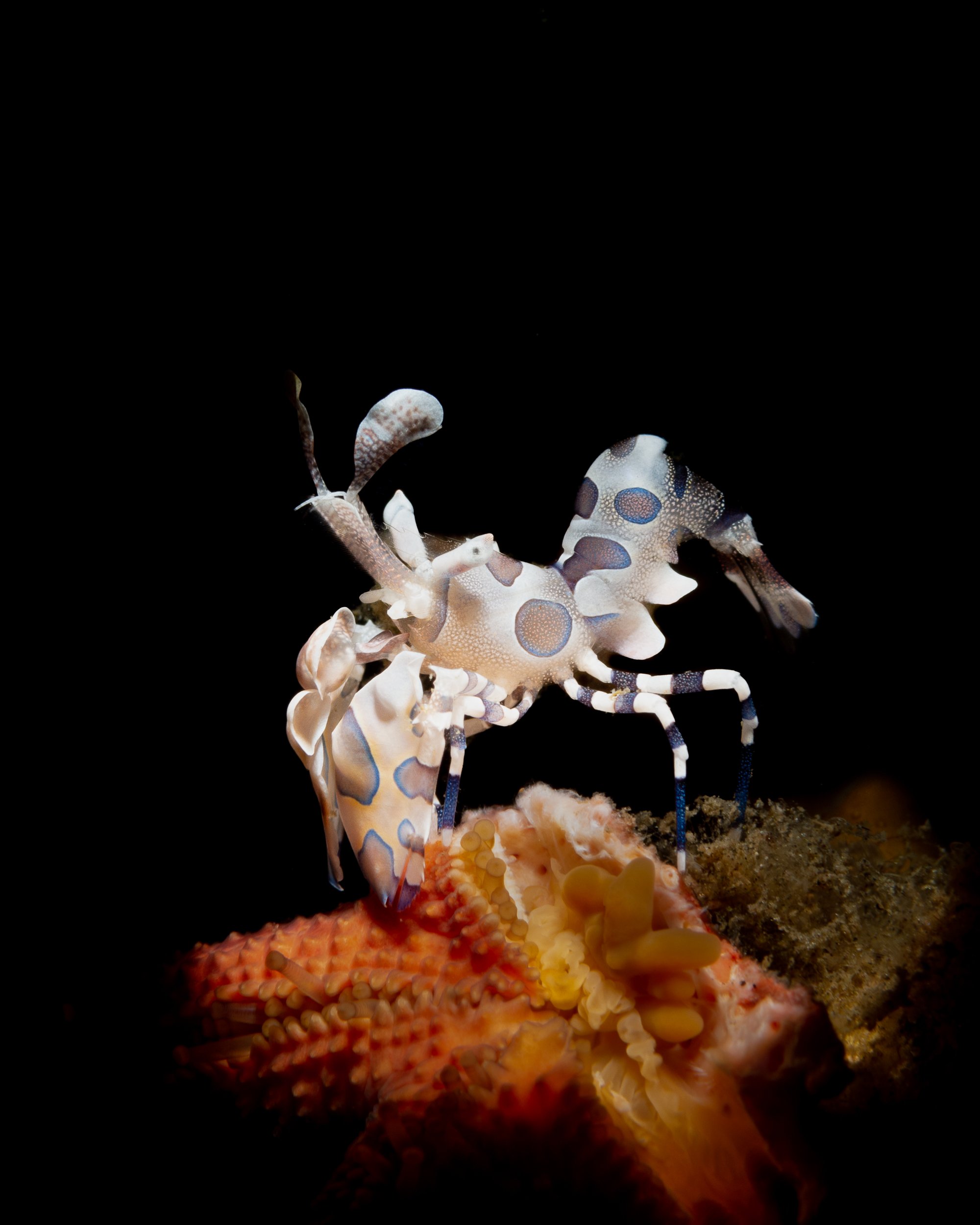 Lembeh, Indonesia