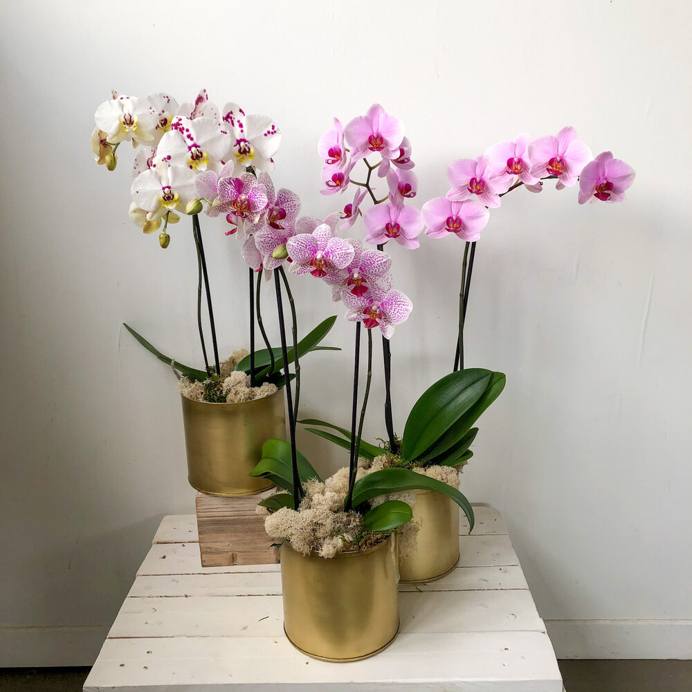 phalaenopsis orchid pot — springhill flowers