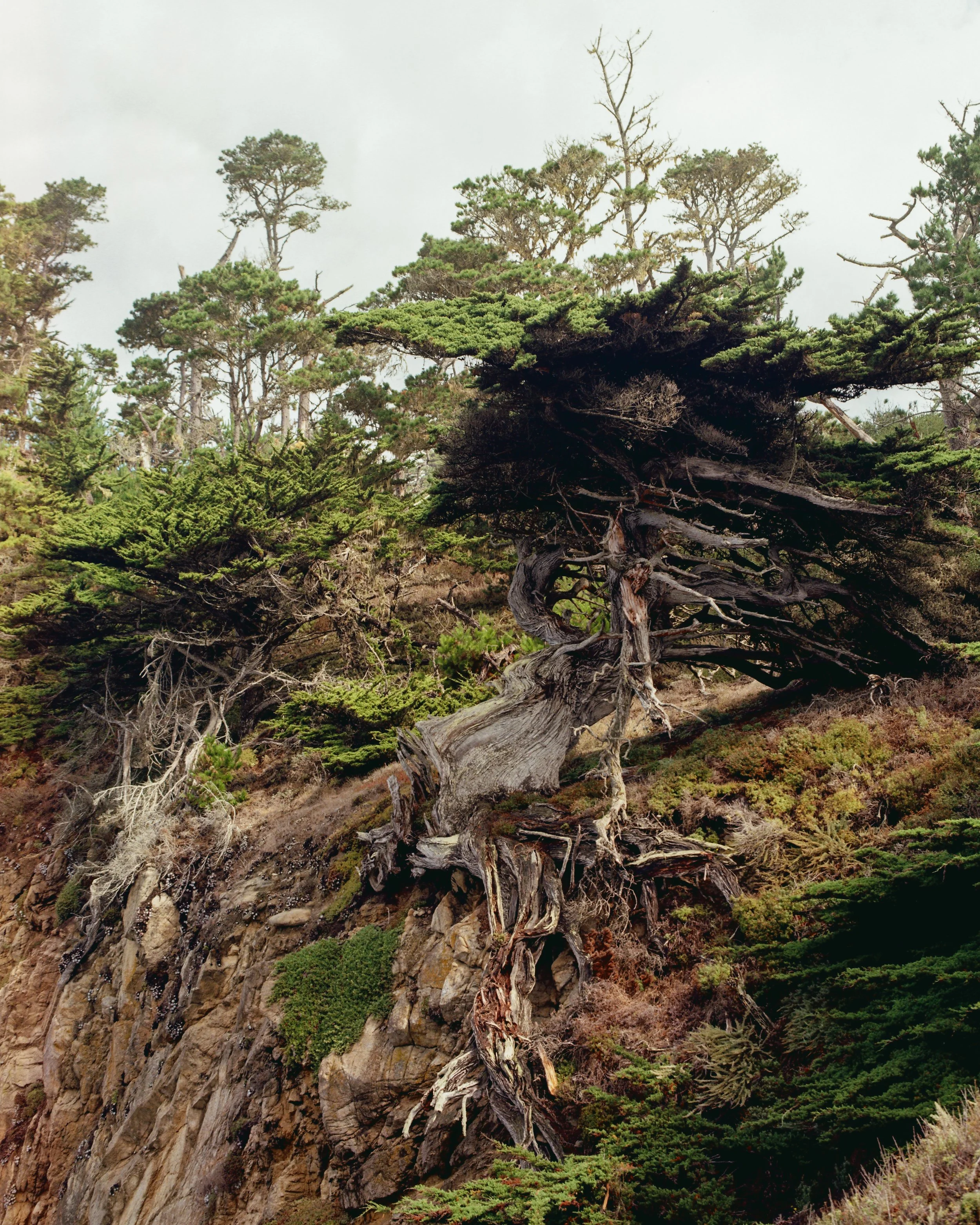 Old Veteran of Point Lobos, 2026
