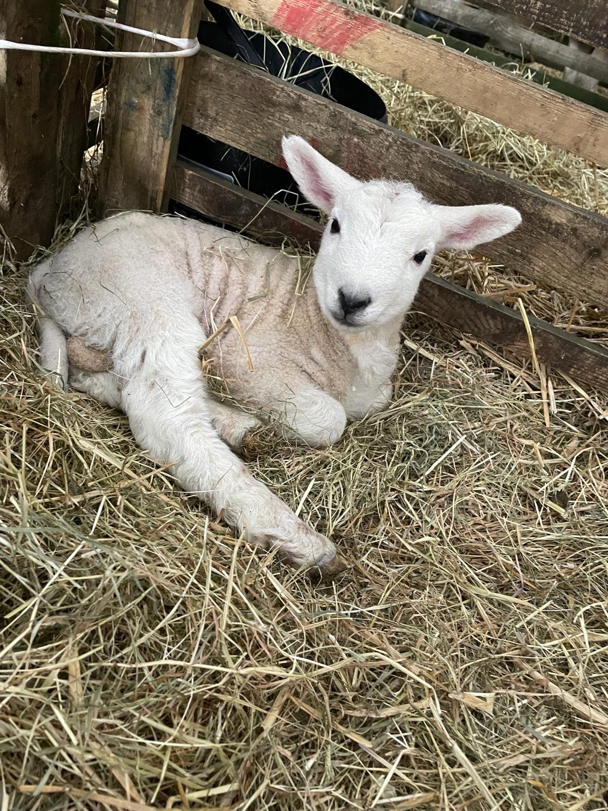 Millie_sheep3.JPG