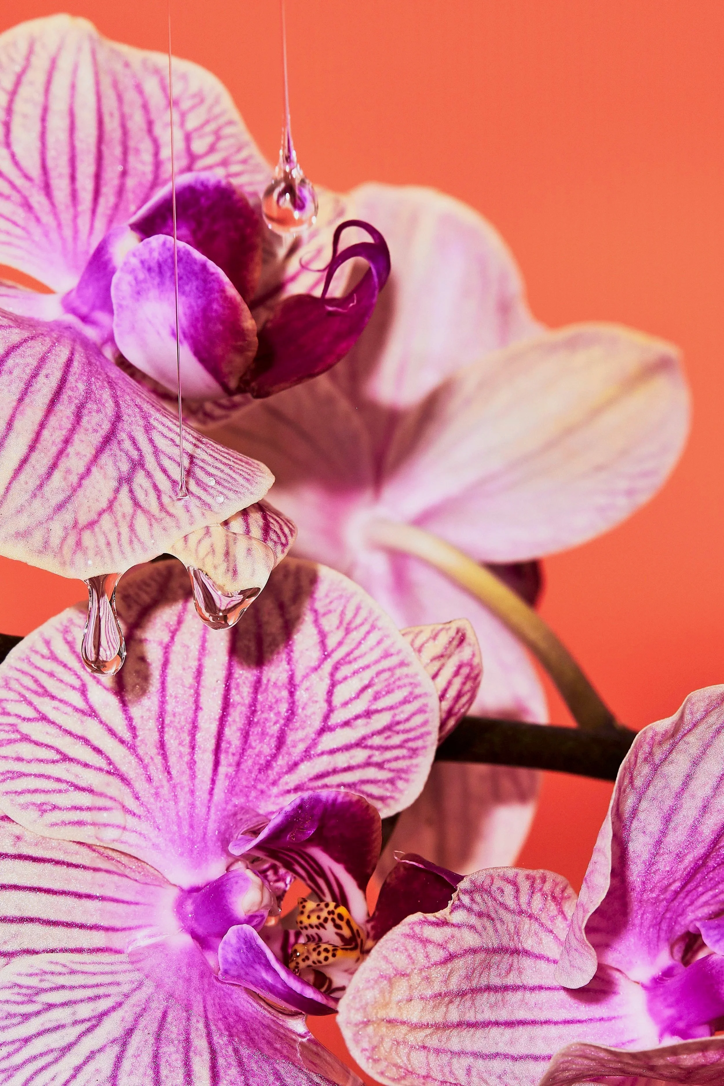 Flower+Drip+Orchid.jpg