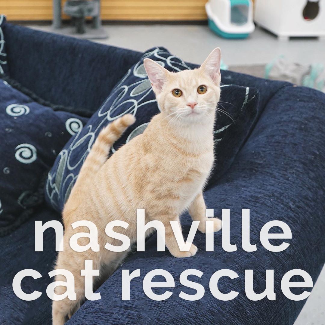 The Cat Shoppe Nashville