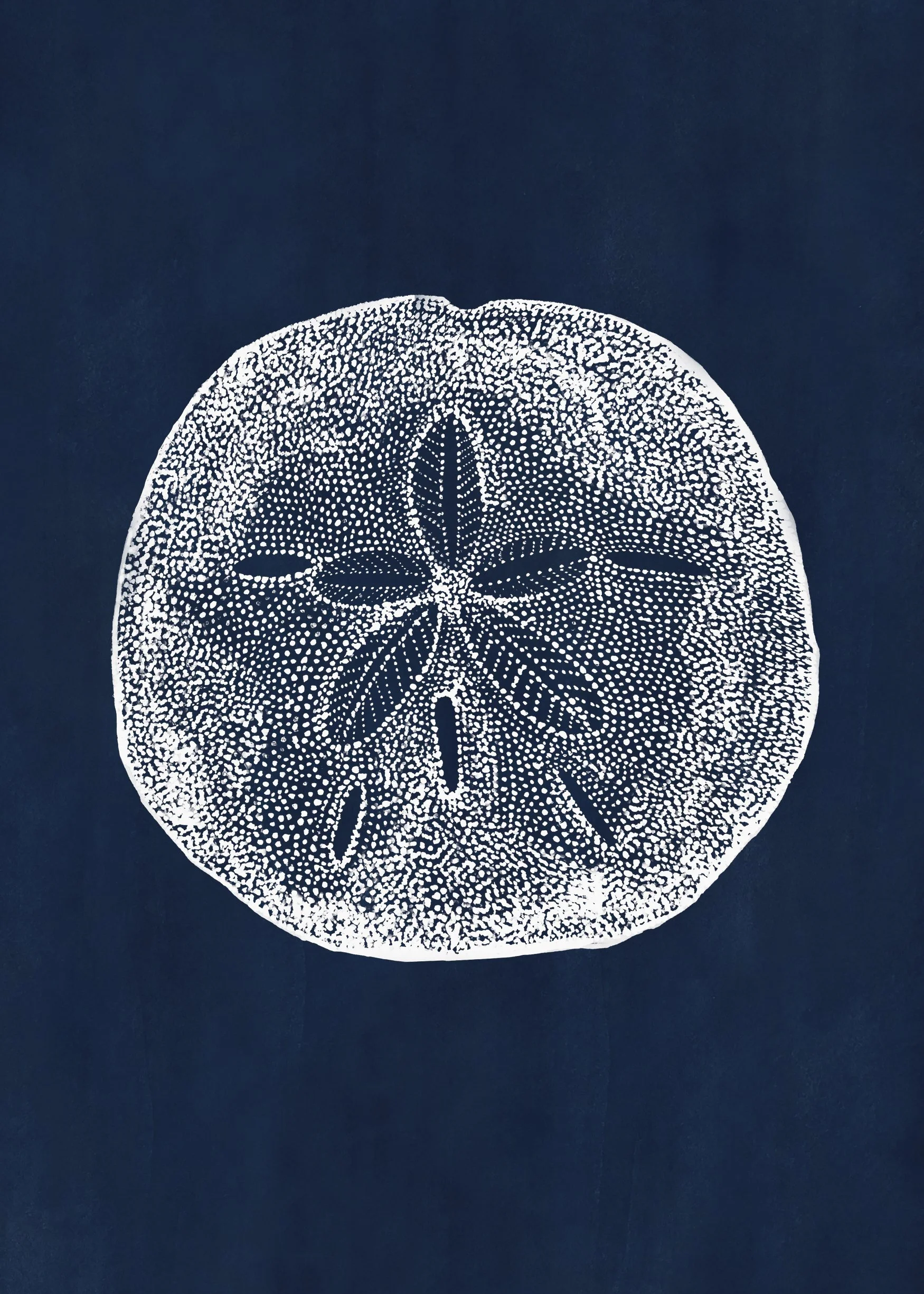 5x7_sanddollar_navy.jpg