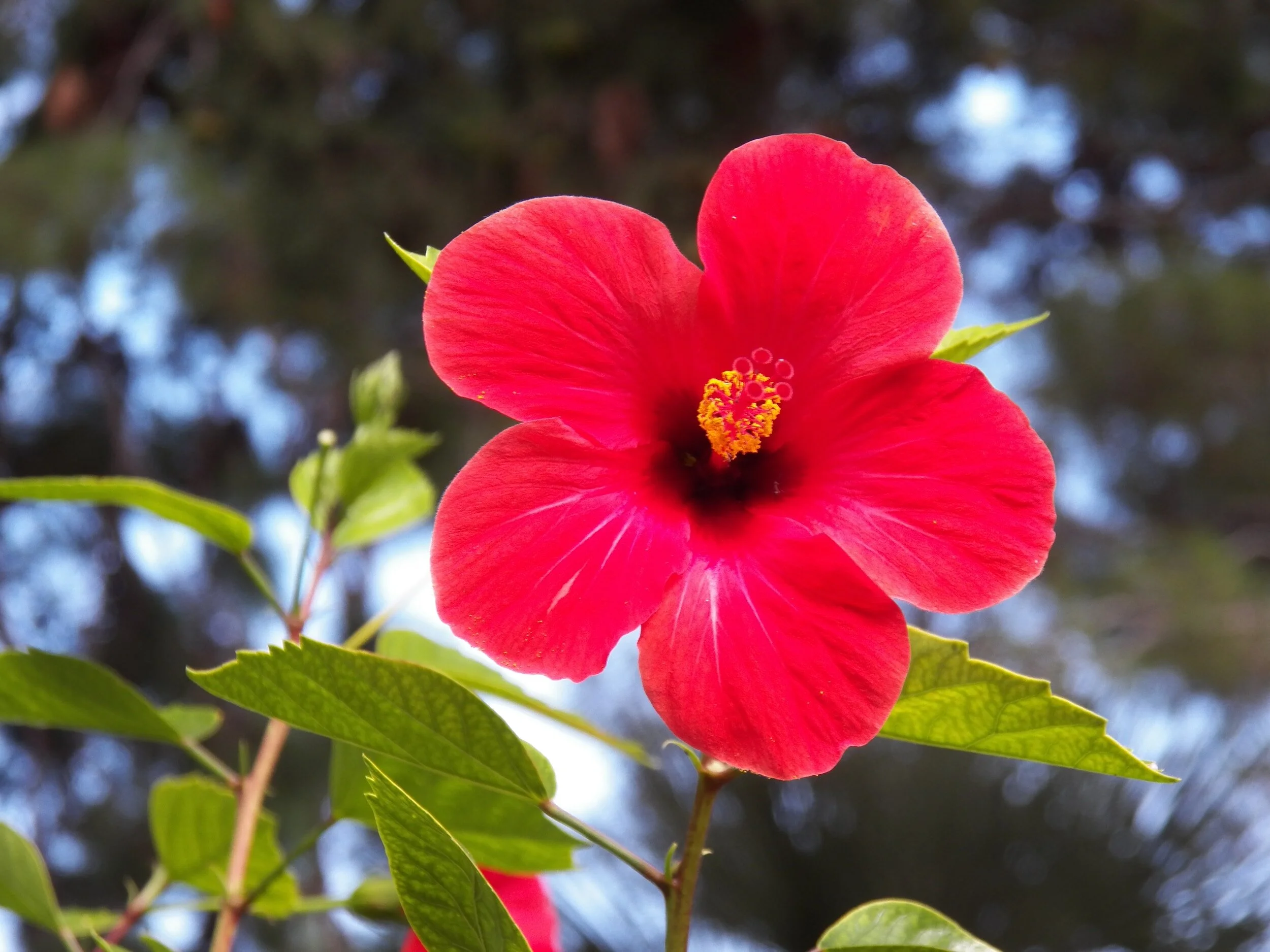 To the Heart of my Shiva