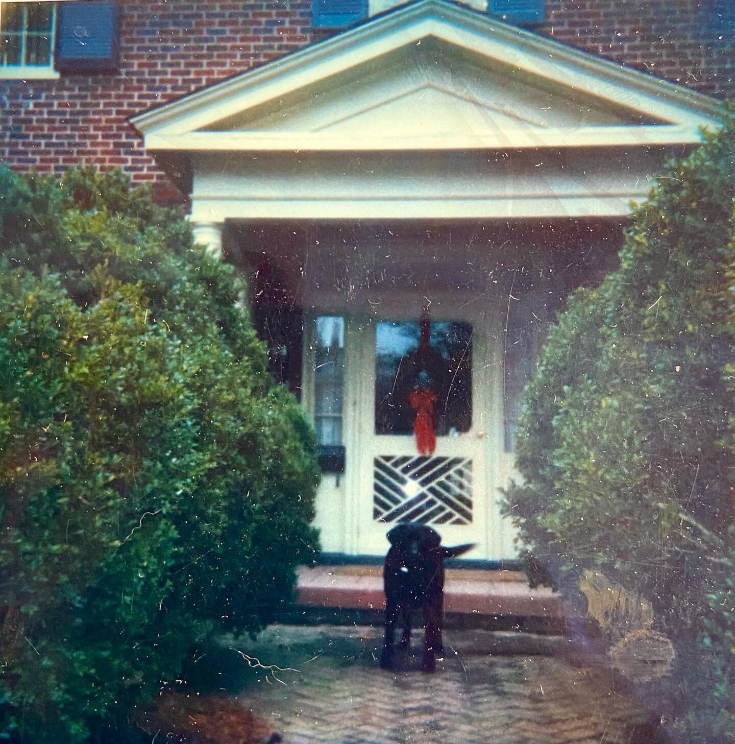 I just came across this photo of my first lab, Bear, taken at my mother&rsquo;s house,  Christmas, 1985.  You really never stop missing them, do you?