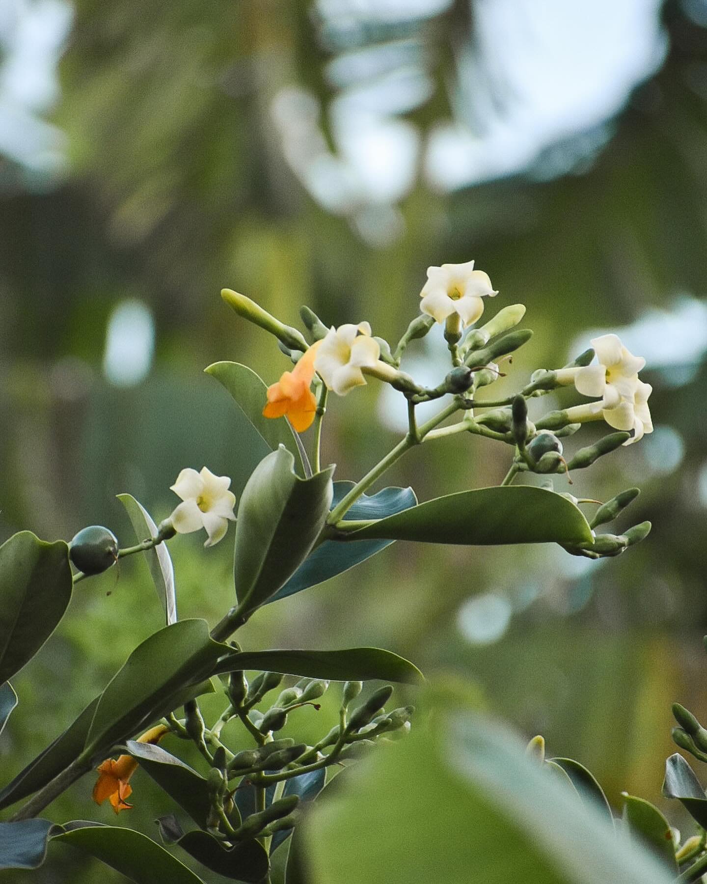 Did you know that the pua kenikeni also goes by another name? 

It is also commonly referred to as the ten-cent flower (pua meaning flower, kenikeni meaning ten-cents) after it became widely popular in the 1920s and could be bought for a whopping 10 