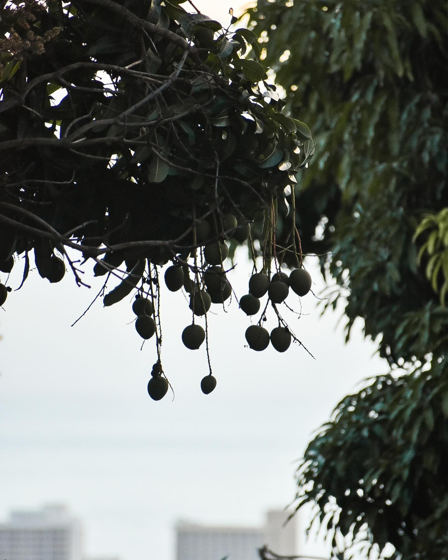 If Easter eggs grew on trees...🥭😋

Wishing you and your ohana a happy Easter! 

.
.
.
#tree #trees #treesofinstagram #treework #treeservice #treecare #treeclimbing #treetrimming #treeremoval #arboristsofinstagram #arborist #arboristlife #landscapin