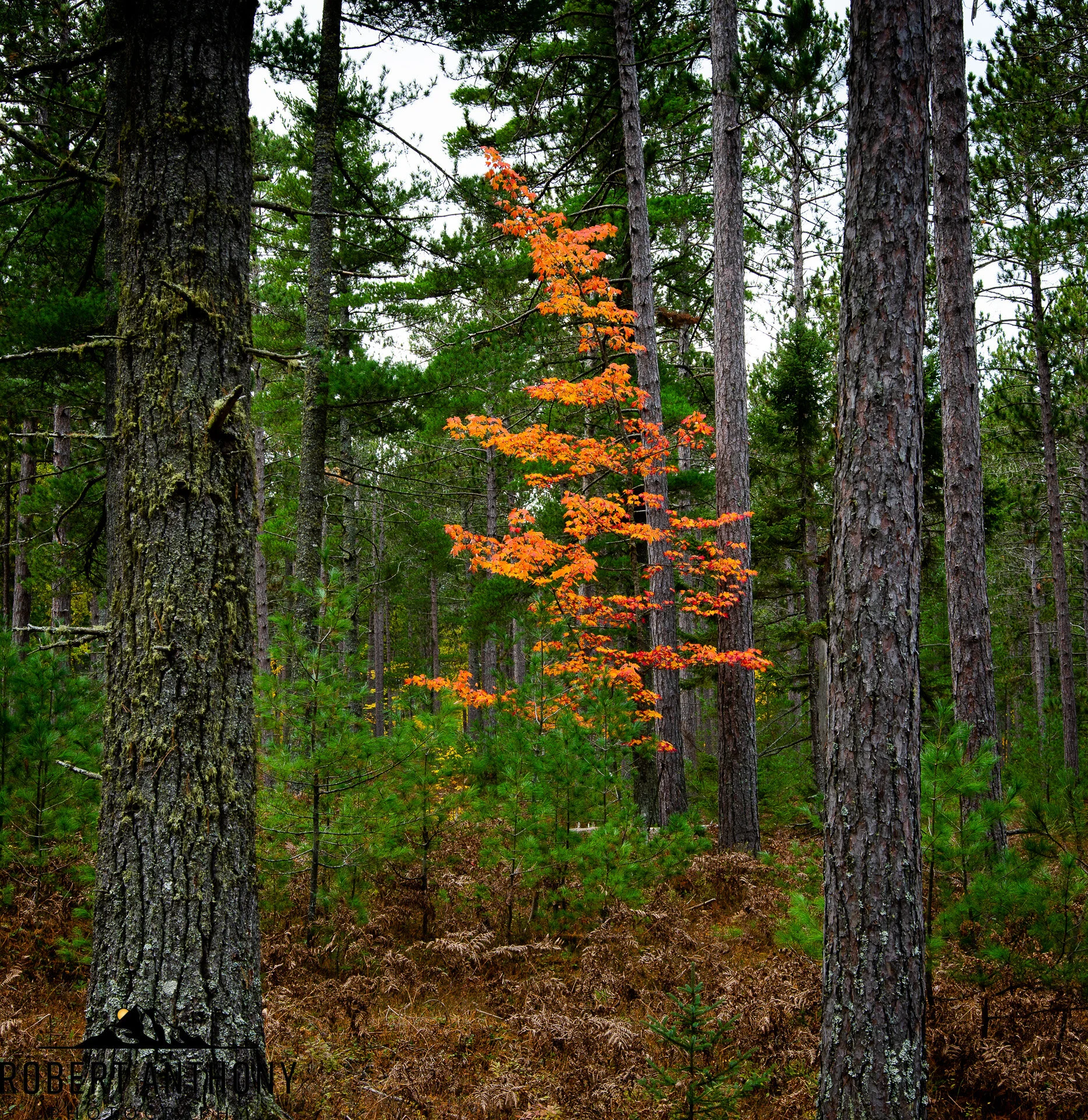 Michigan Fall Color 2020 (5 of 8).jpg