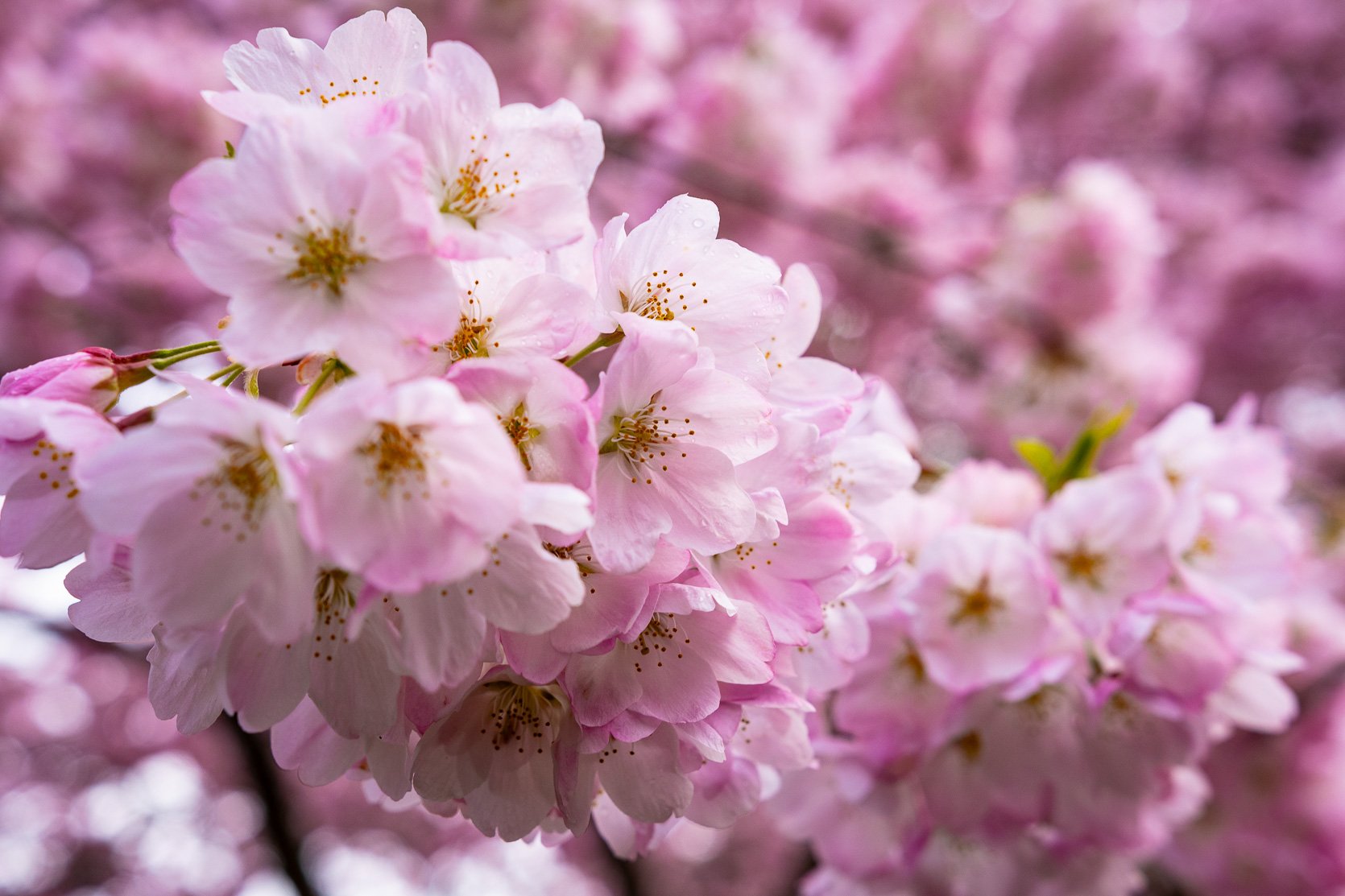 Cherry Blossoms at The Quad-97.jpg