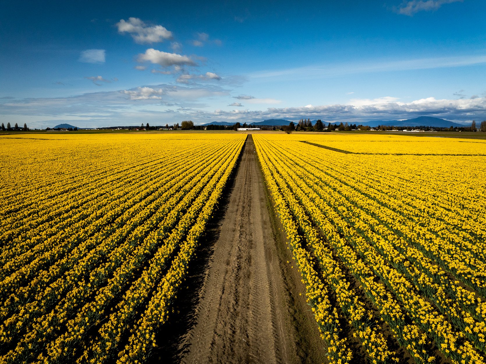 Skagit Valley Daffodils-10.jpg