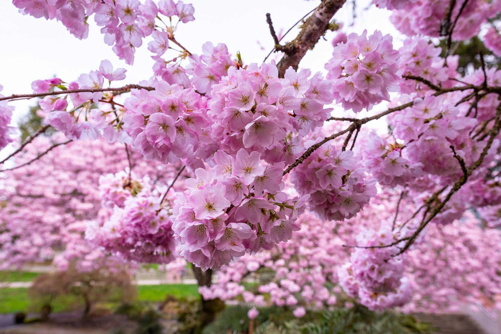 Cherry Blossoms at The Quad-108.jpg