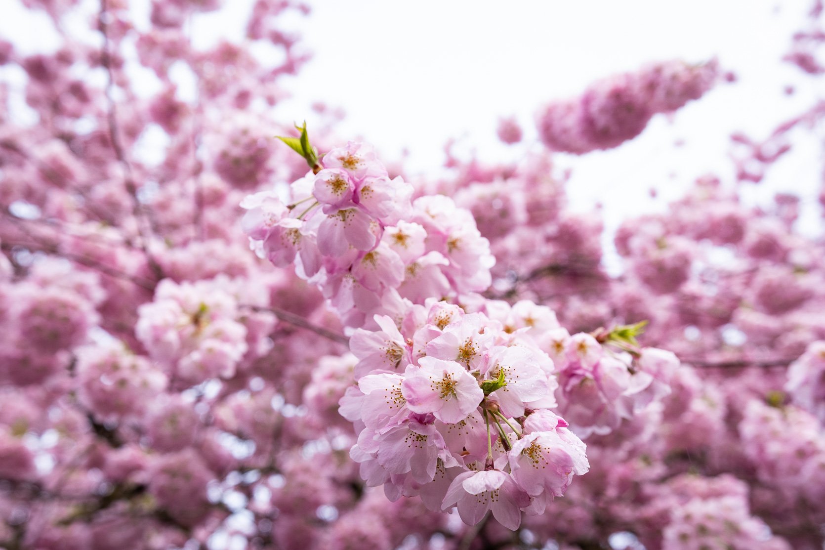 Cherry Blossoms at The Quad-100.jpg
