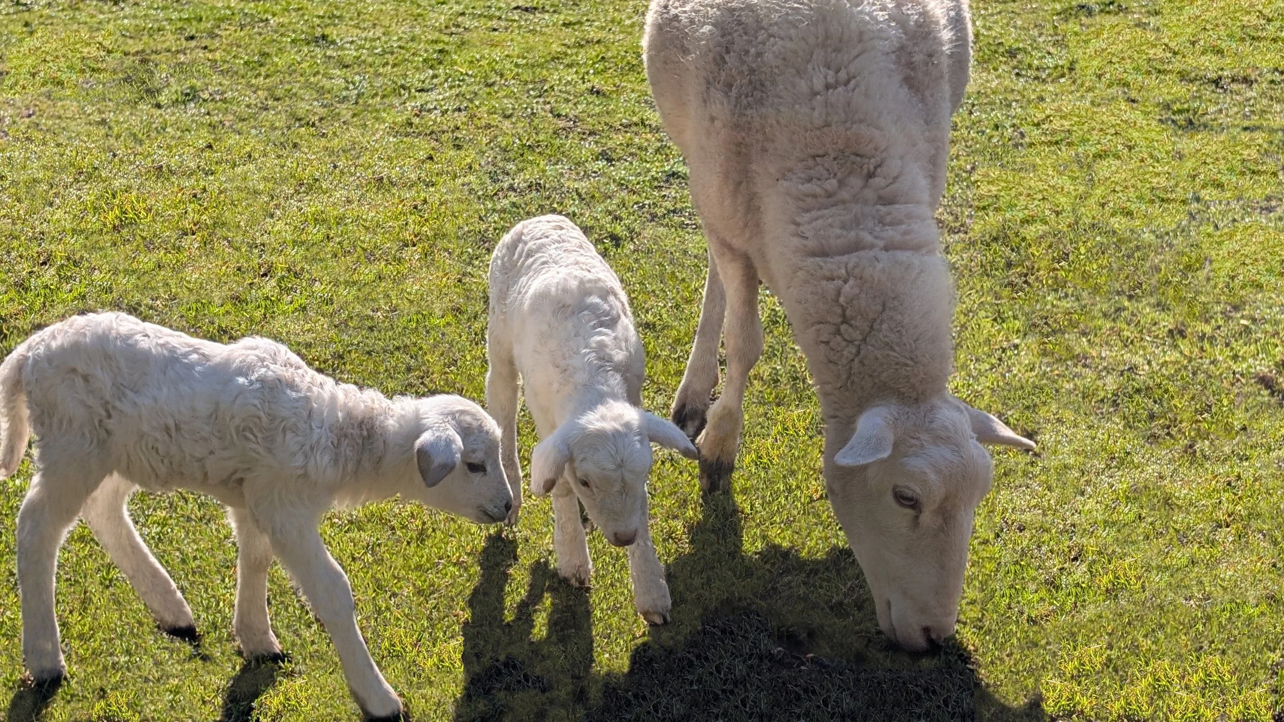 Ladye's Delight and Jesu, Joy of Man's Desiring, Two RoseWynde Videos