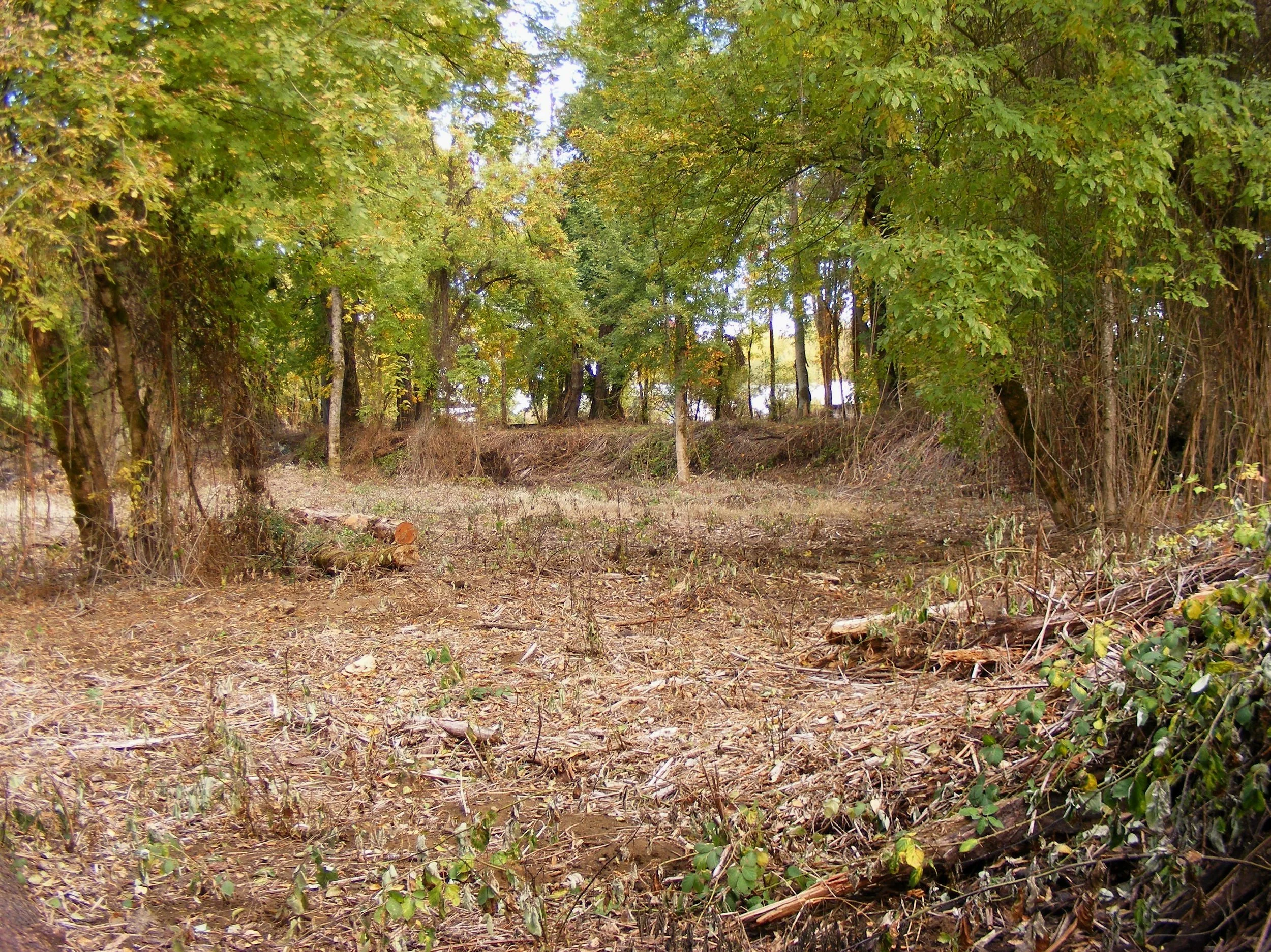 Woods after blackberry removal
