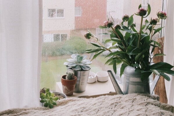 Canva+-+Green+Leafed+Plants+in+Front+Clear+Glass+Window+With+White+Frame.jpg