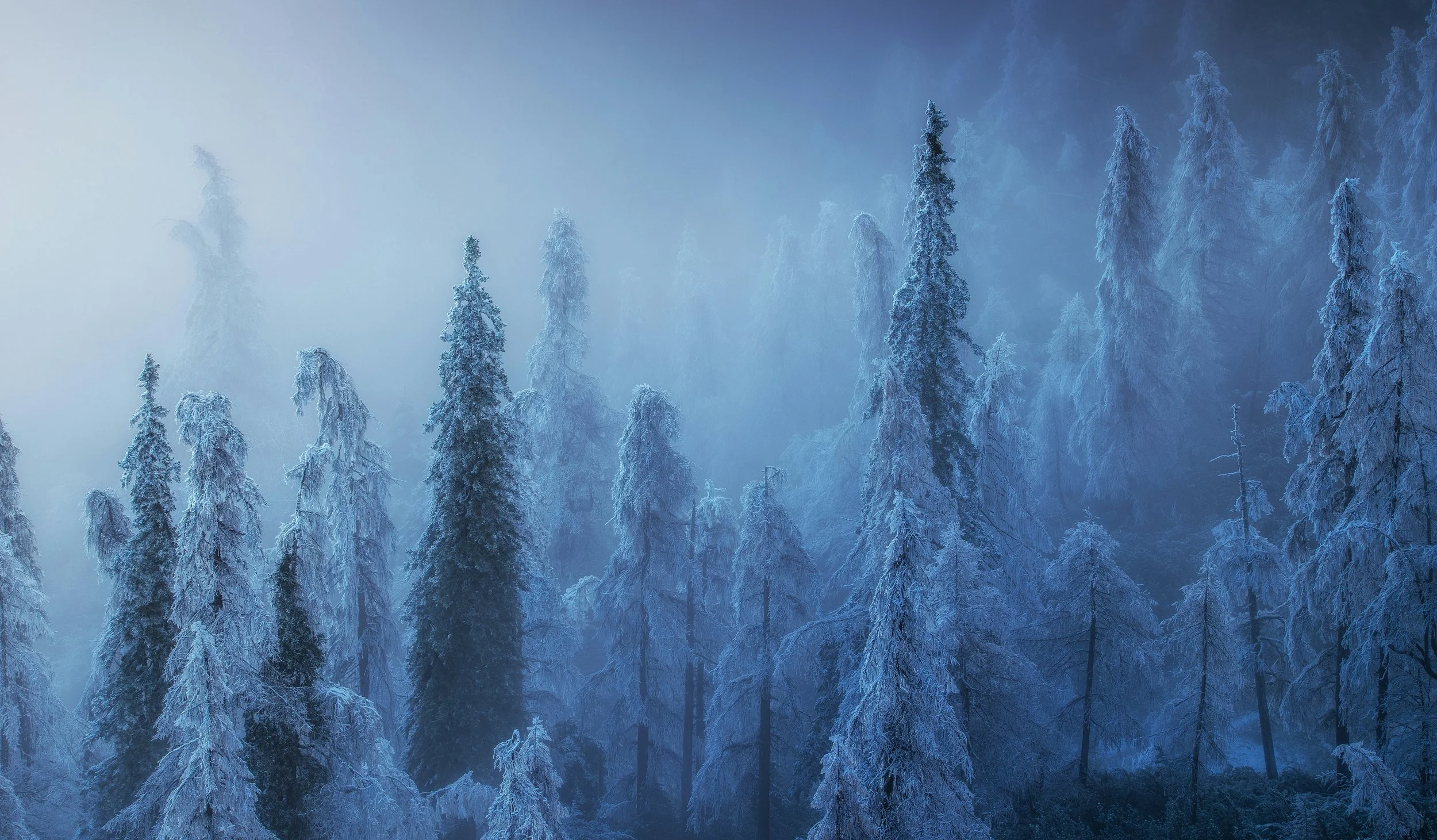 Peace in the Frozen Branches