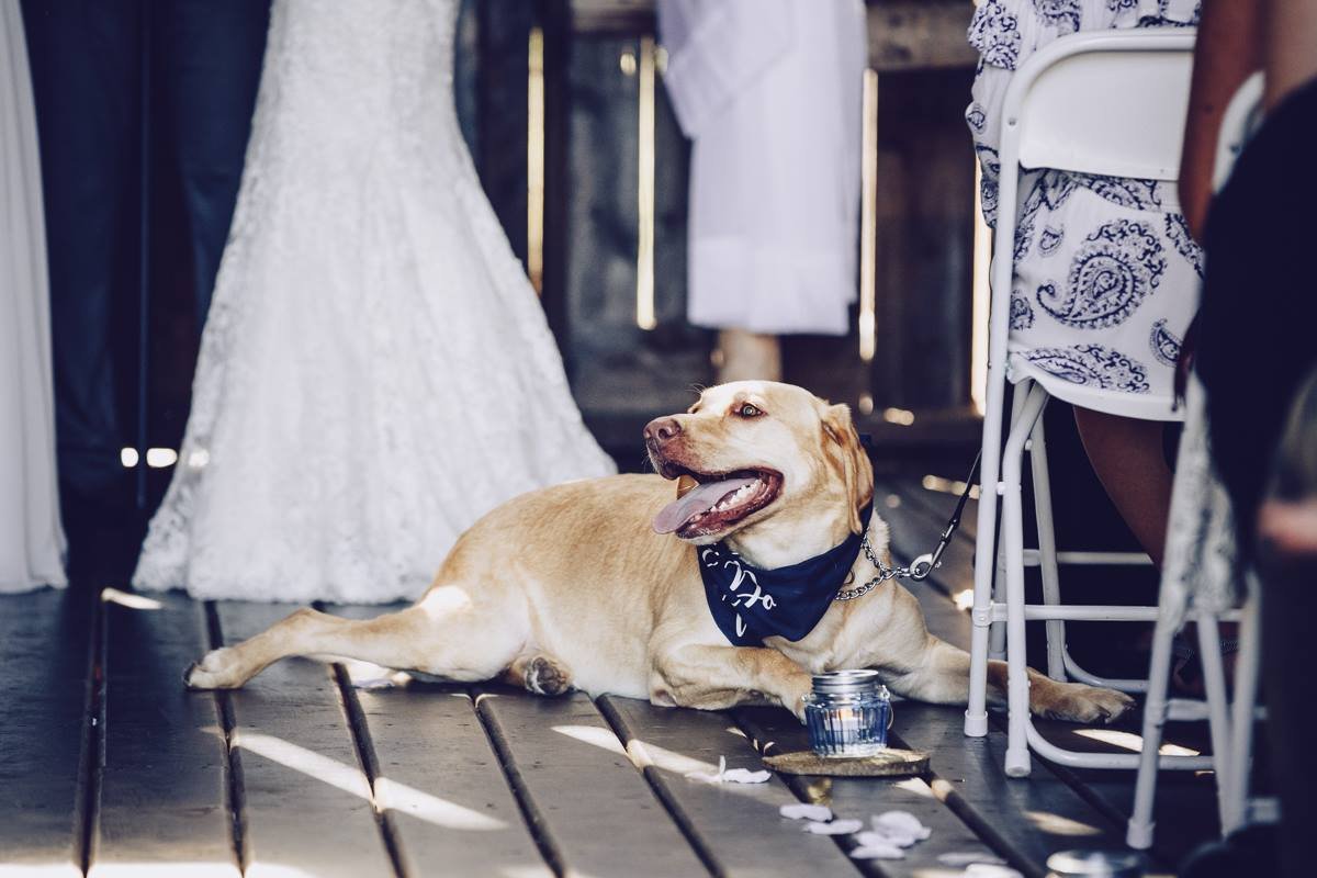Welcoming Your Four-Legged Friend on Your Wedding Day
