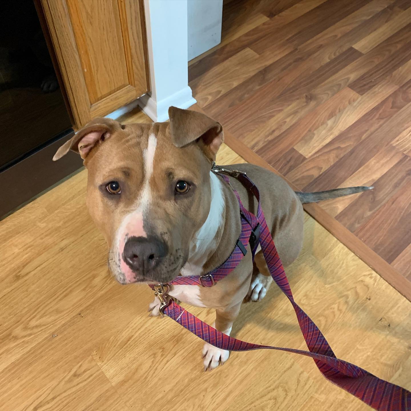 I recently had a great session with Polly, a @doonlygoodrescue alum! She&rsquo;s a smart dog and very food motivated. #pitbull #positivereinforcement #k9trainedmi