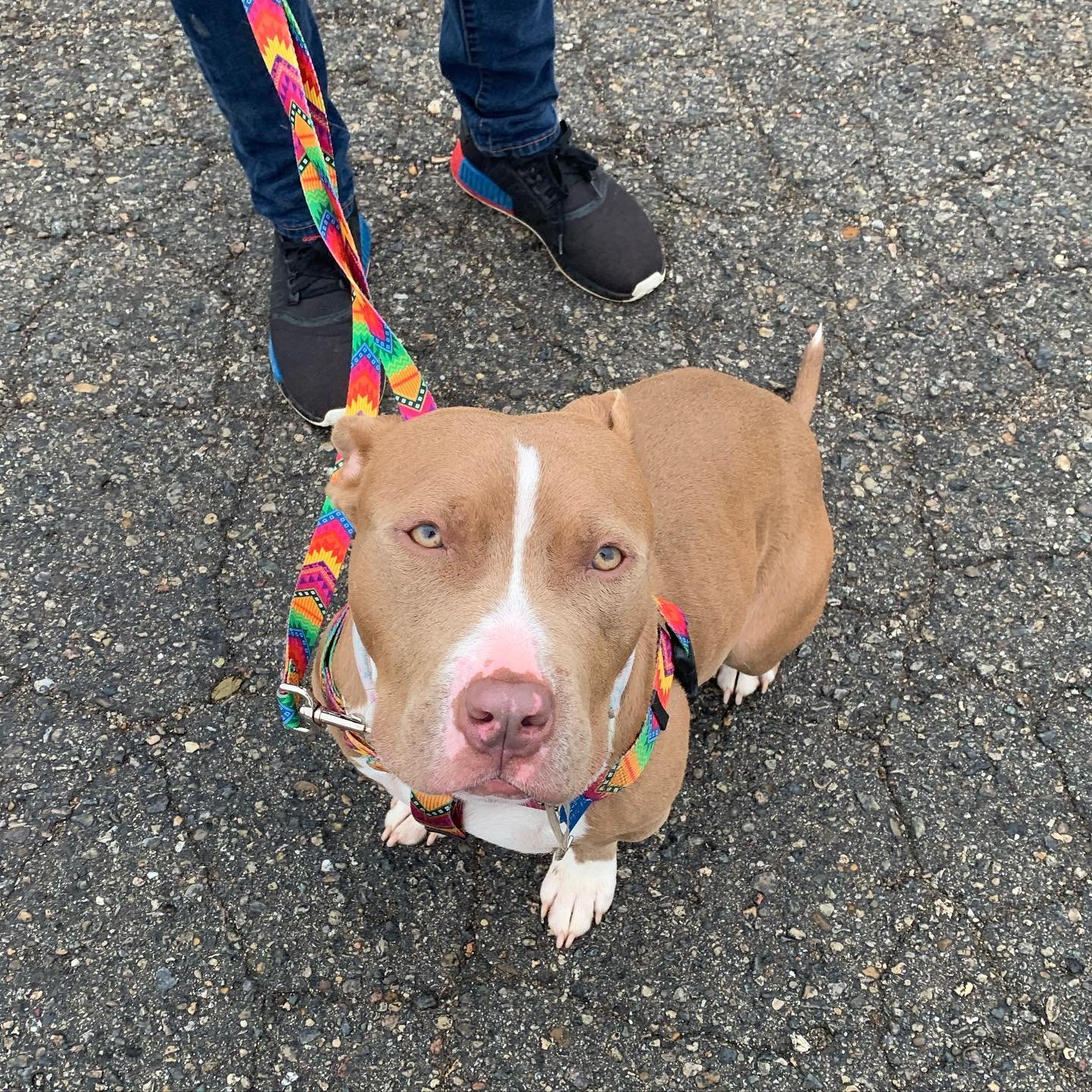 I worked with Lucy back in November. She did a great job on paying attention during our leash walking exercise. She&rsquo;s an adoptee of @doonlygoodrescue! 

#k9trainedmi #k9trained #rescuedogsofinstagram #positivereinforcement
