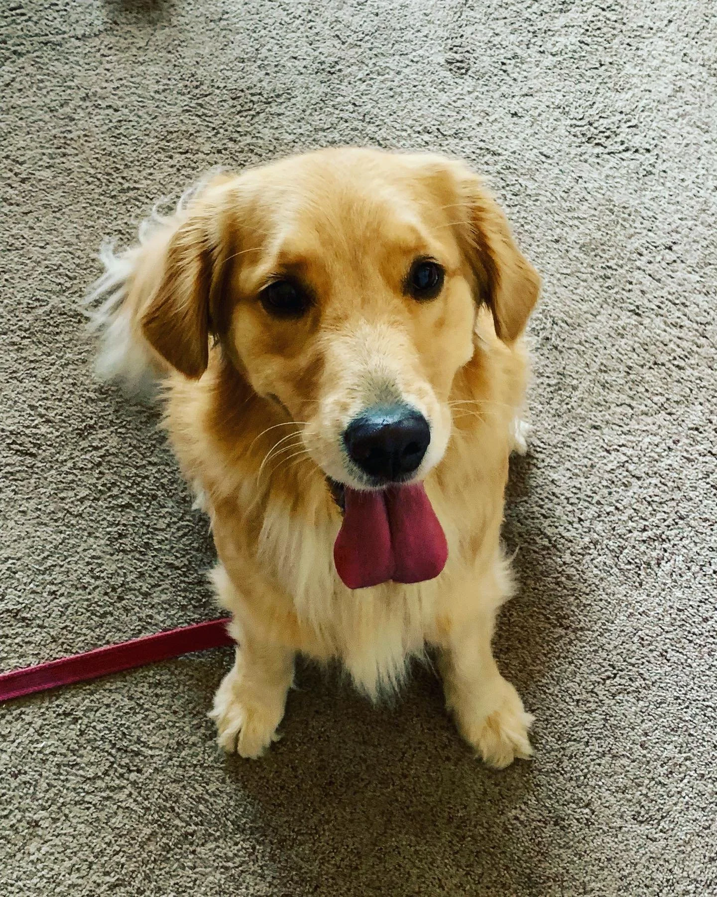 Meet Penny, a 2 year old happy Golden Retriever! We made some great progress in our leash walking! In Penny&rsquo;s world, treats trump most distractions! #positivereinforcement #dogsofinstagram #goldenretriever #k9trainedmi