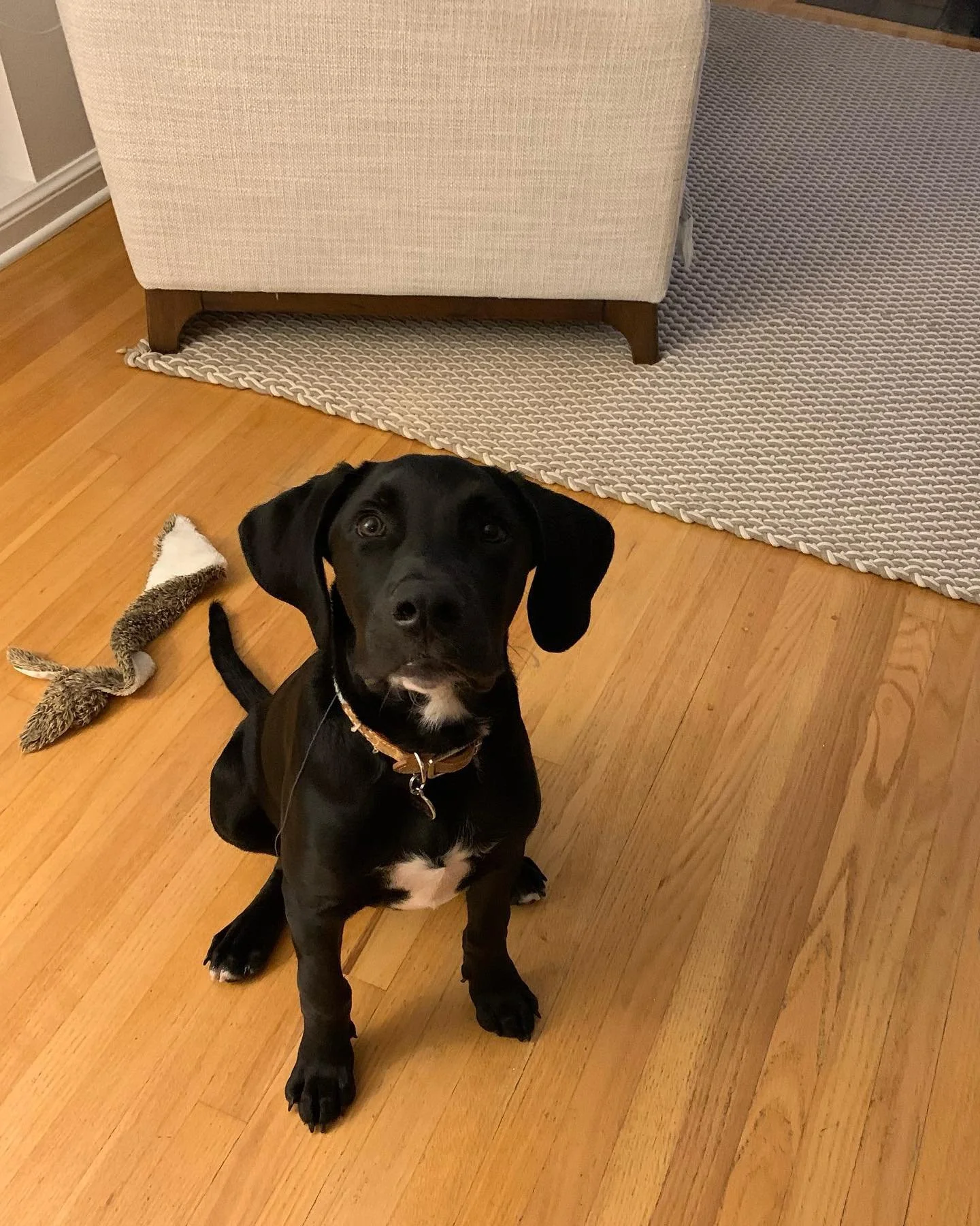 I had a chance to work with Hero! During my session with this 5month old puppy, we worked on navigating demand barking, some place cues, and jumping on guests. 

#positivereinforcement #puppytraining #dogsofinstagram #k9trainedmi