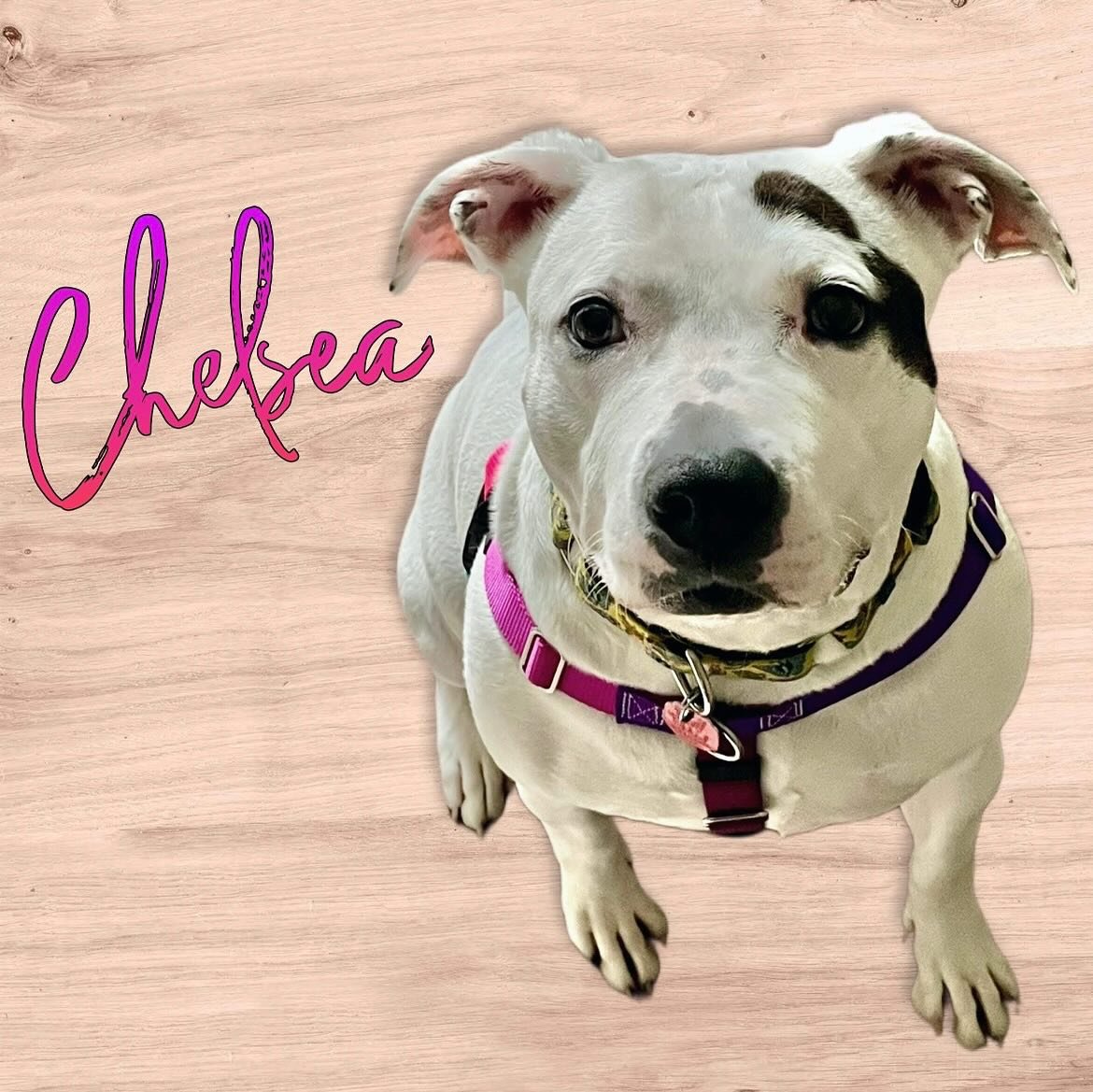 The fun doesn&rsquo;t stop&hellip;&hellip;I had a chance to work with Chelsea who I was informed was at the shelter for 3 years. She&rsquo;s settling in great with her new family. We had a chance to work on dog-reactivity exercises as well as leash w