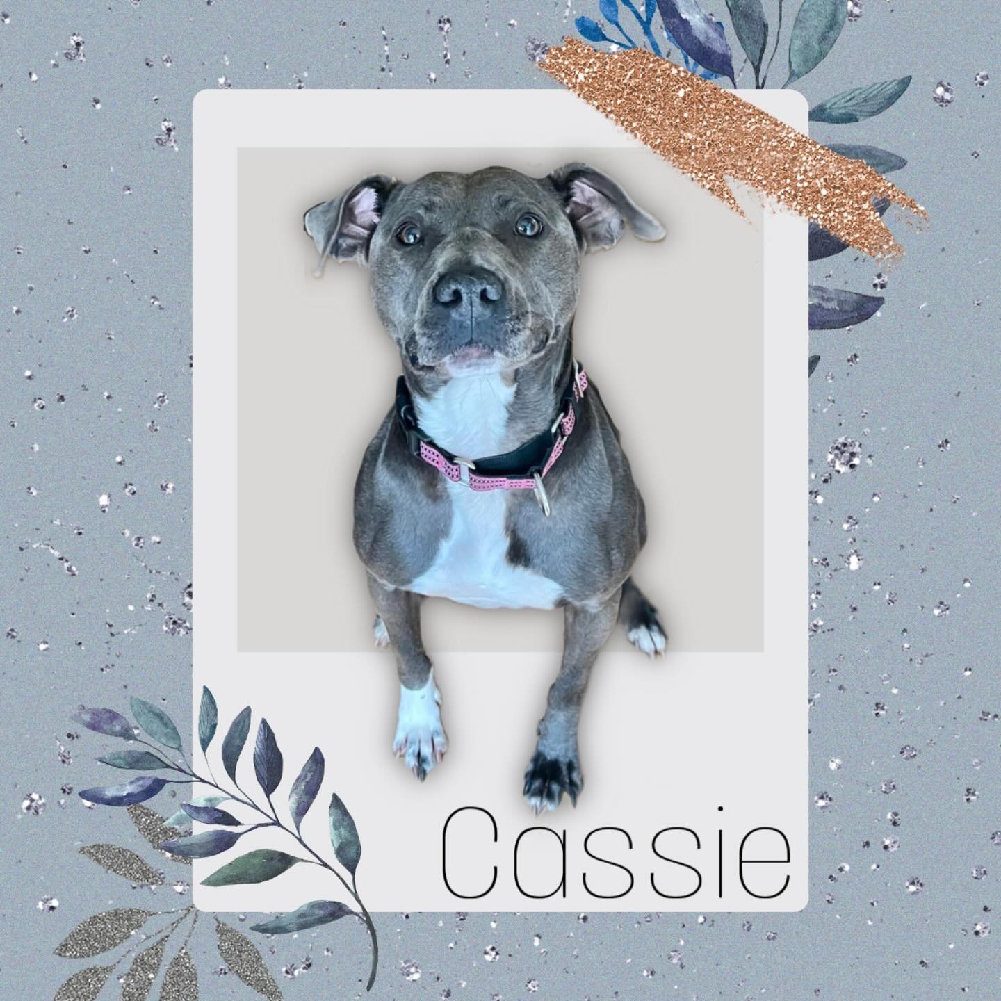 I had a training session yesterday with Cassie! She&rsquo;s a sweet dog and expertly posed for this picture. She was recently adopted and has a devoted mom. We had a chance to work on reactivity exercises and not jumping on guests. 

#reactivedogsare