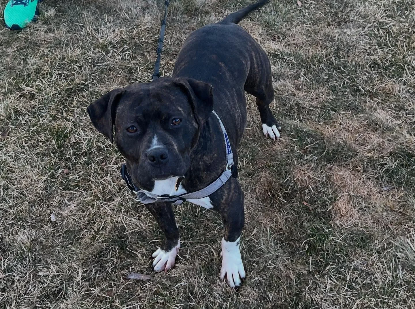 I had a great session with Lucy and her parents. One common challenge I receive calls about is related to jumping and mouthing. Though it can be challenging to deal with, this is a common behavior. Lucy did a great job with learning some alternative 