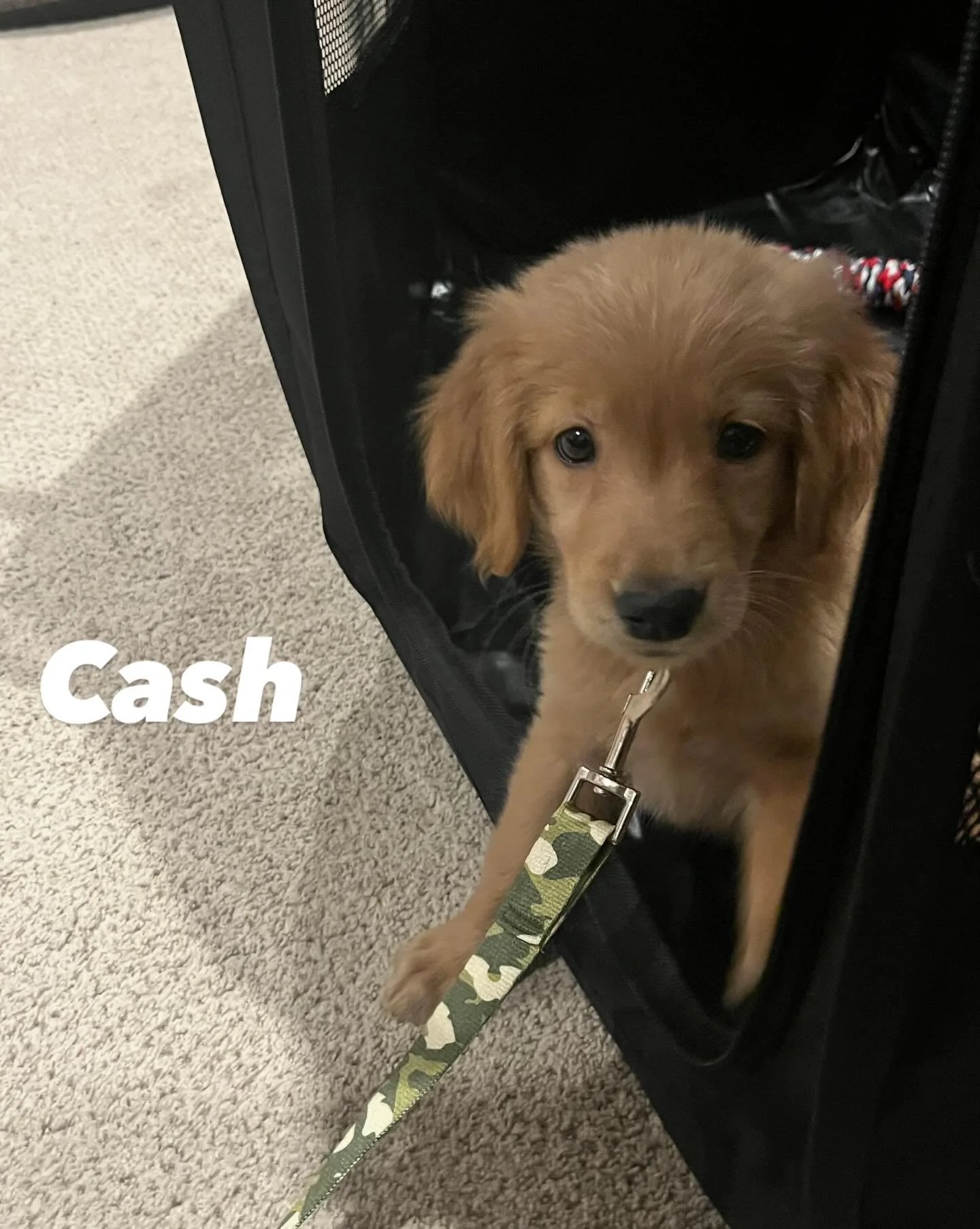 I had a great time training with Cash! This 9 week old Golden Retriever was fun to work with. I&rsquo;m not sure how you could have a bad day looking at this guy. 

#goldenretrieverworld #goldenretrieverpuppy #positivereinforcementdogtraining
