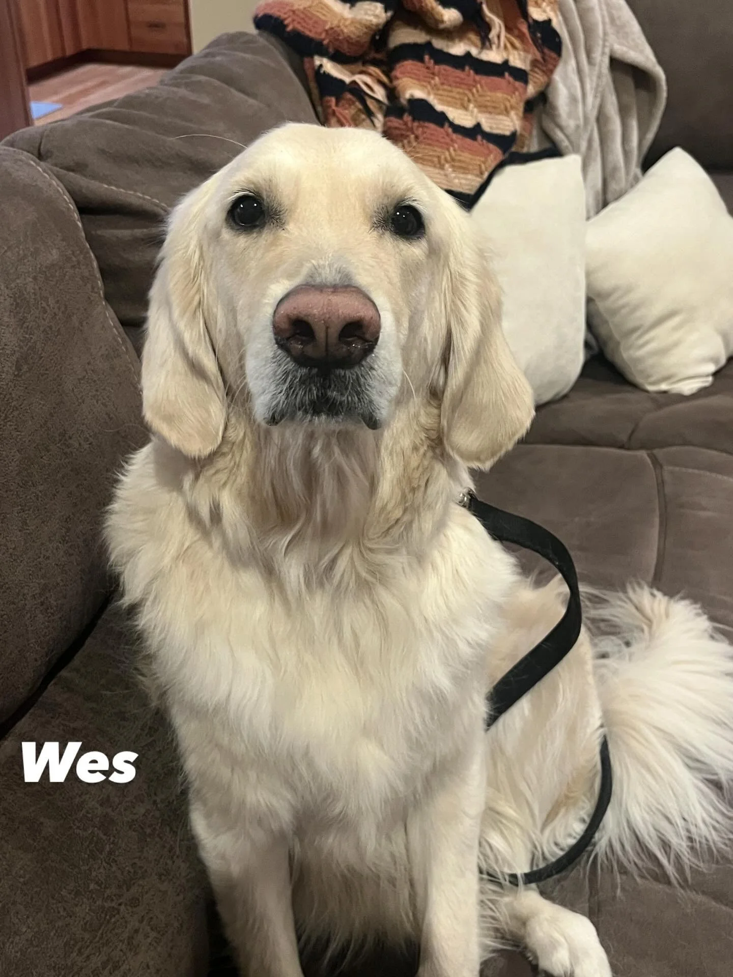 Wes striking a pose for the photo! 

If you&rsquo;re local to southeast Michigan and are in need of dog training give us a call!

#positivereinforcementtraining #k9trainedmi