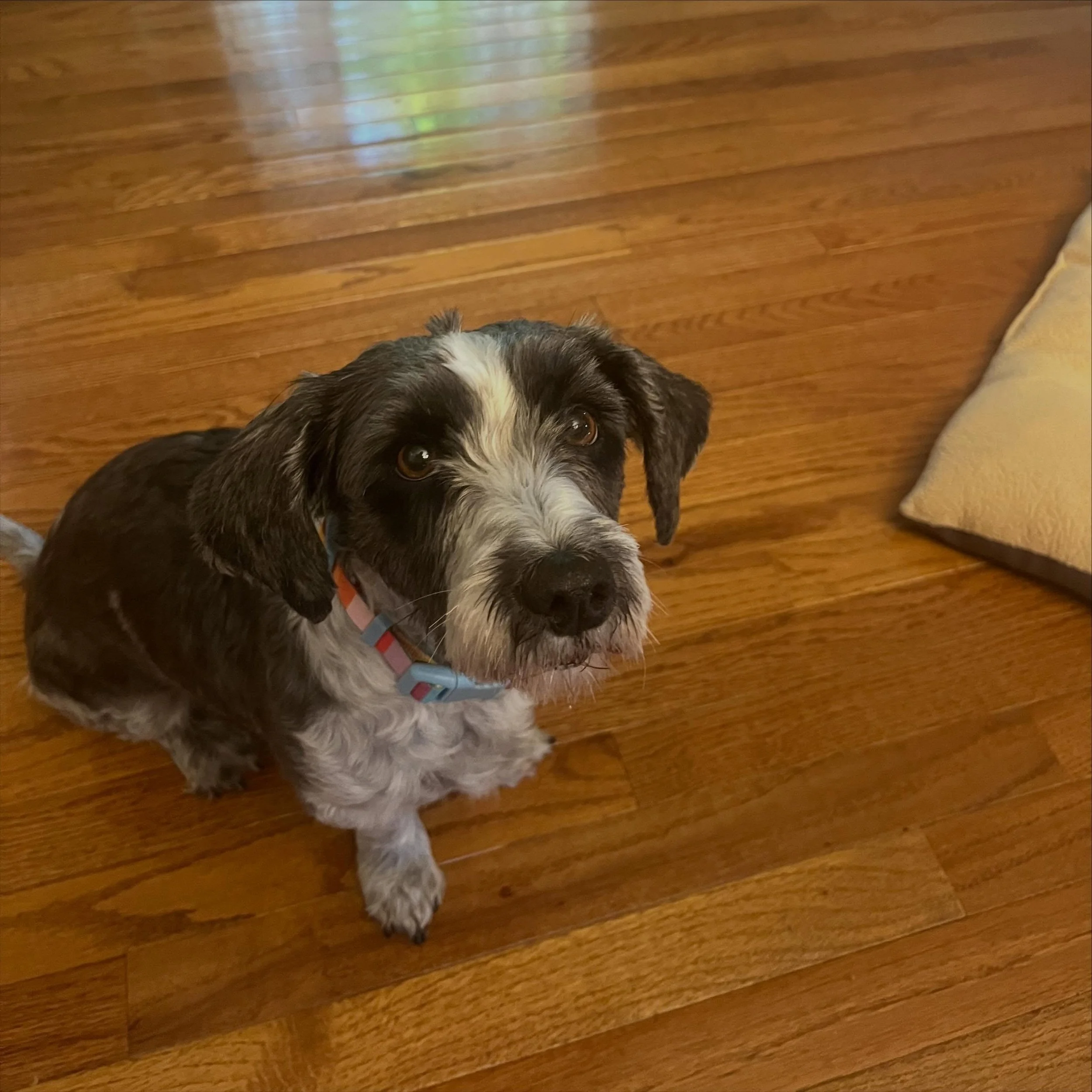 Our food-motivated dog of the week goes to Felix! Not only did he show off his super-smarts, he didn&rsquo;t bark once while patiently waiting for his treat! Felix was adopted a few weeks ago and is adjusting well to his new life and family! 

Call u