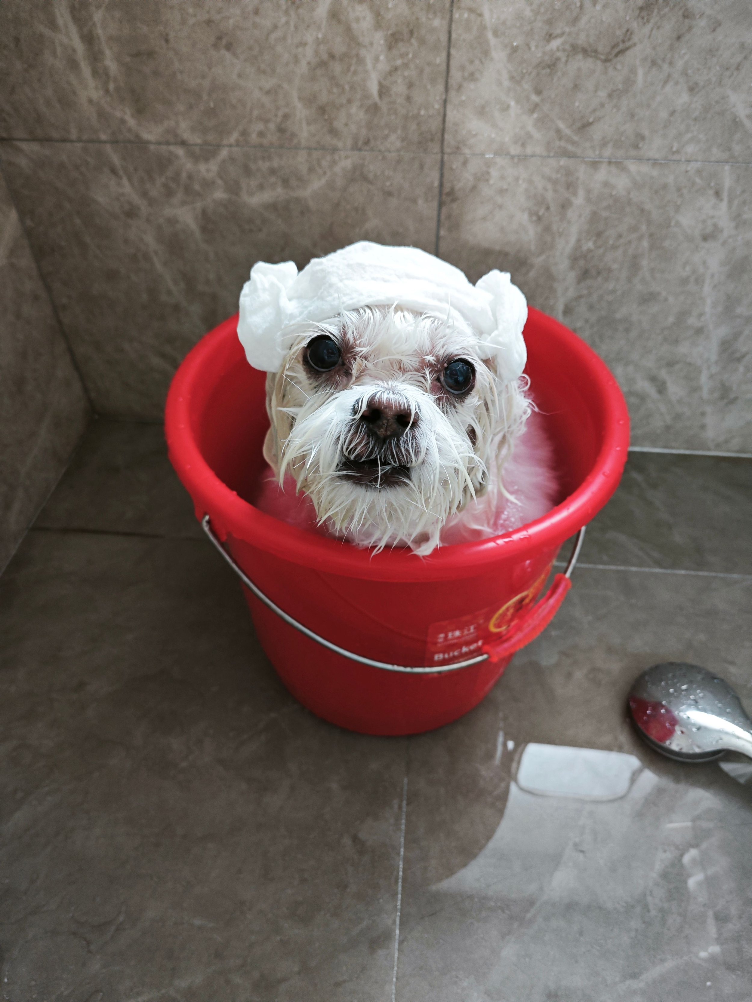 puppy.jpg