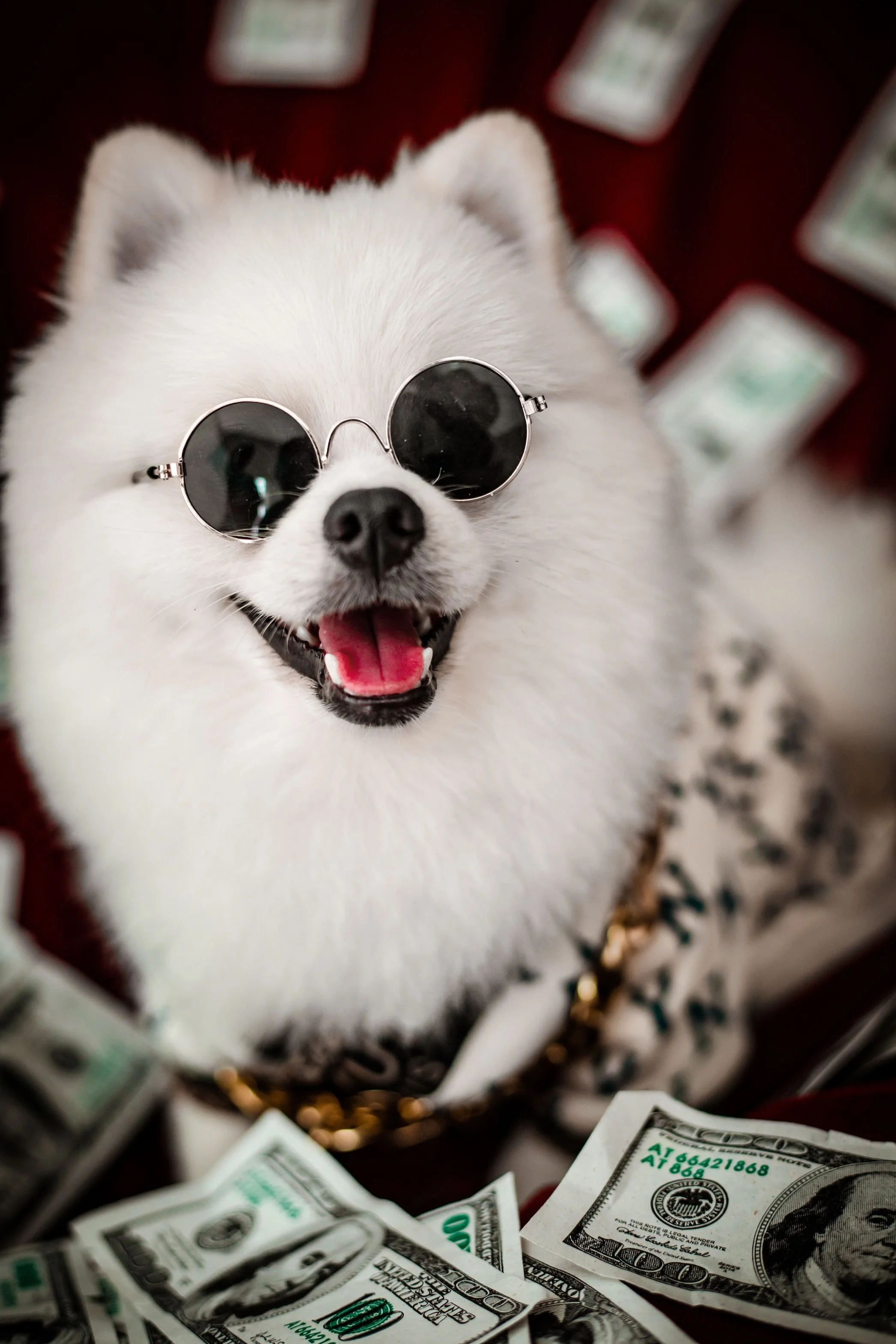 money pet.jpg