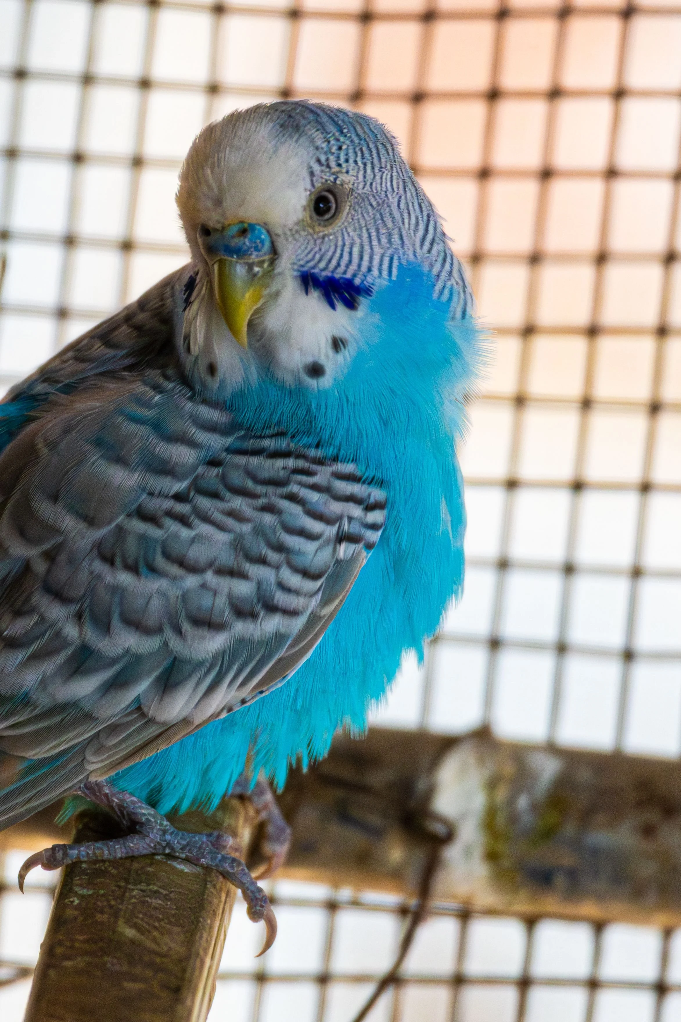 bird.jpg