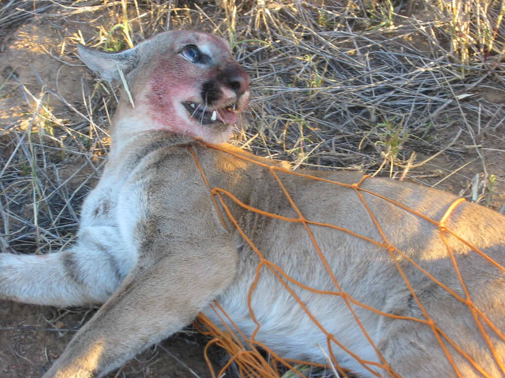 Capture Nets - Wildlife Capture Services