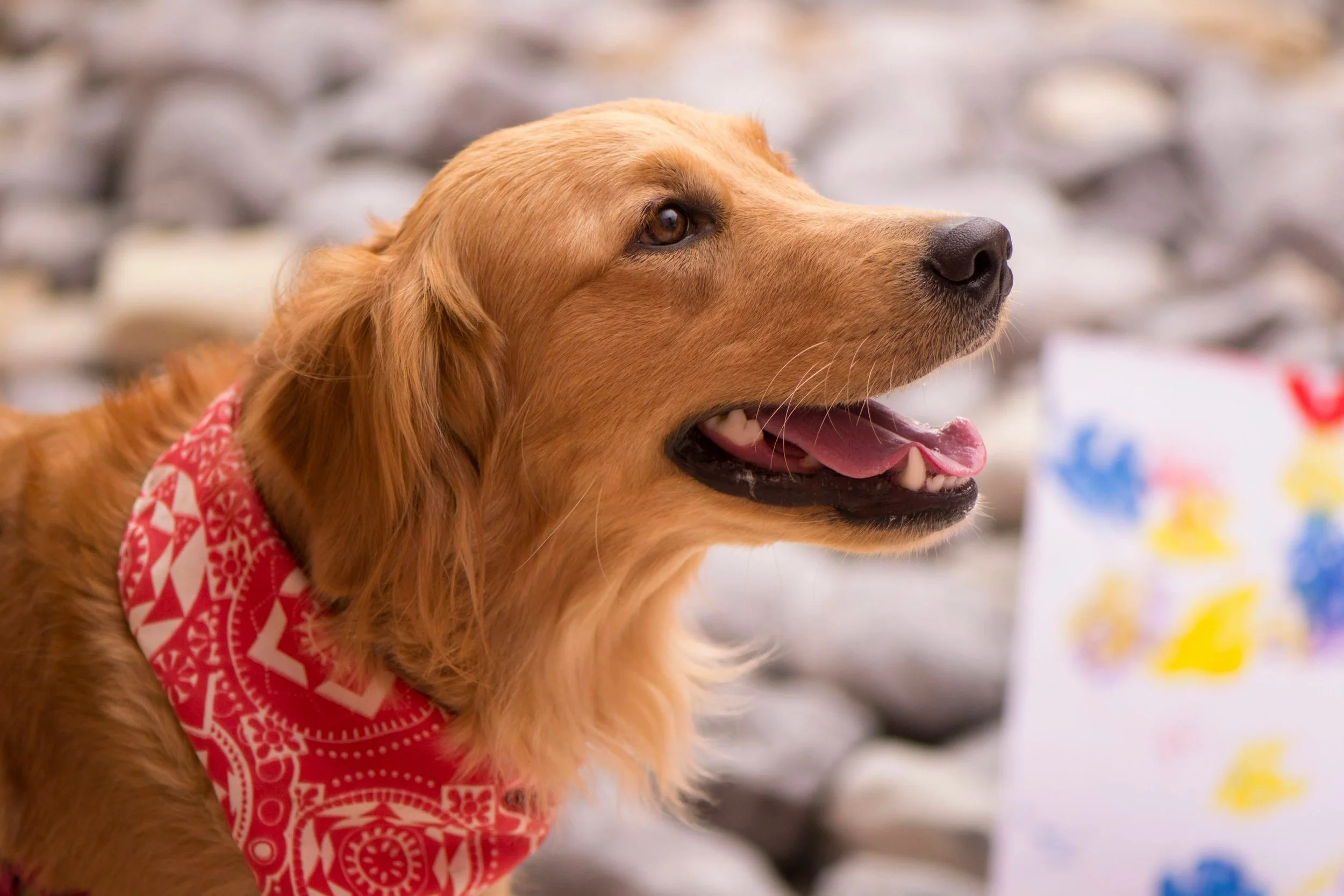 golden retriever dog in a bandana