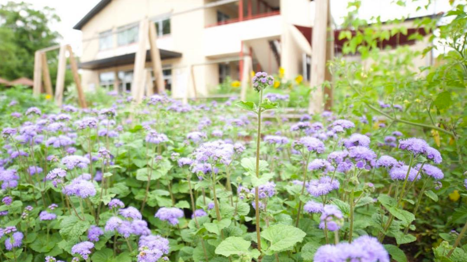 Front entrance of East End Market in the Audubon Park Garden District, Orlando, with purple mist flowers blooming in the foreground